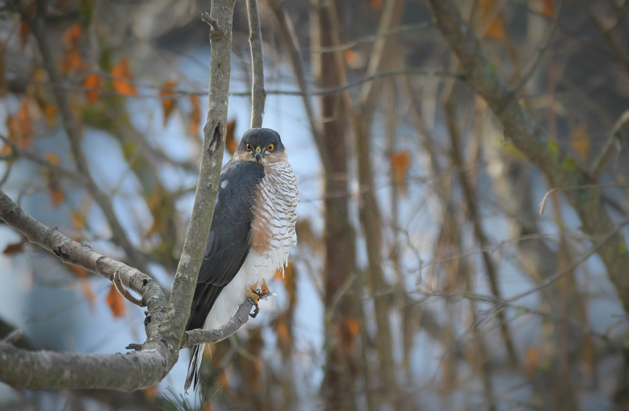 Nikon AF-S Nikkor 300mm F2.8G ED VR II sample photo. Rest photography