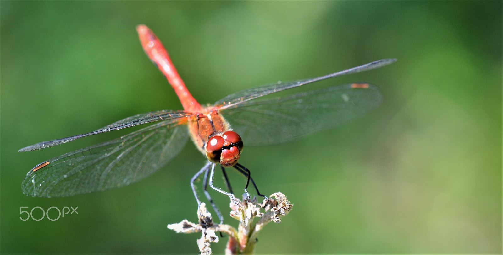 Nikon D5100 + Tamron SP AF 60mm F2 Di II LD IF Macro sample photo. Red dragonfly photography