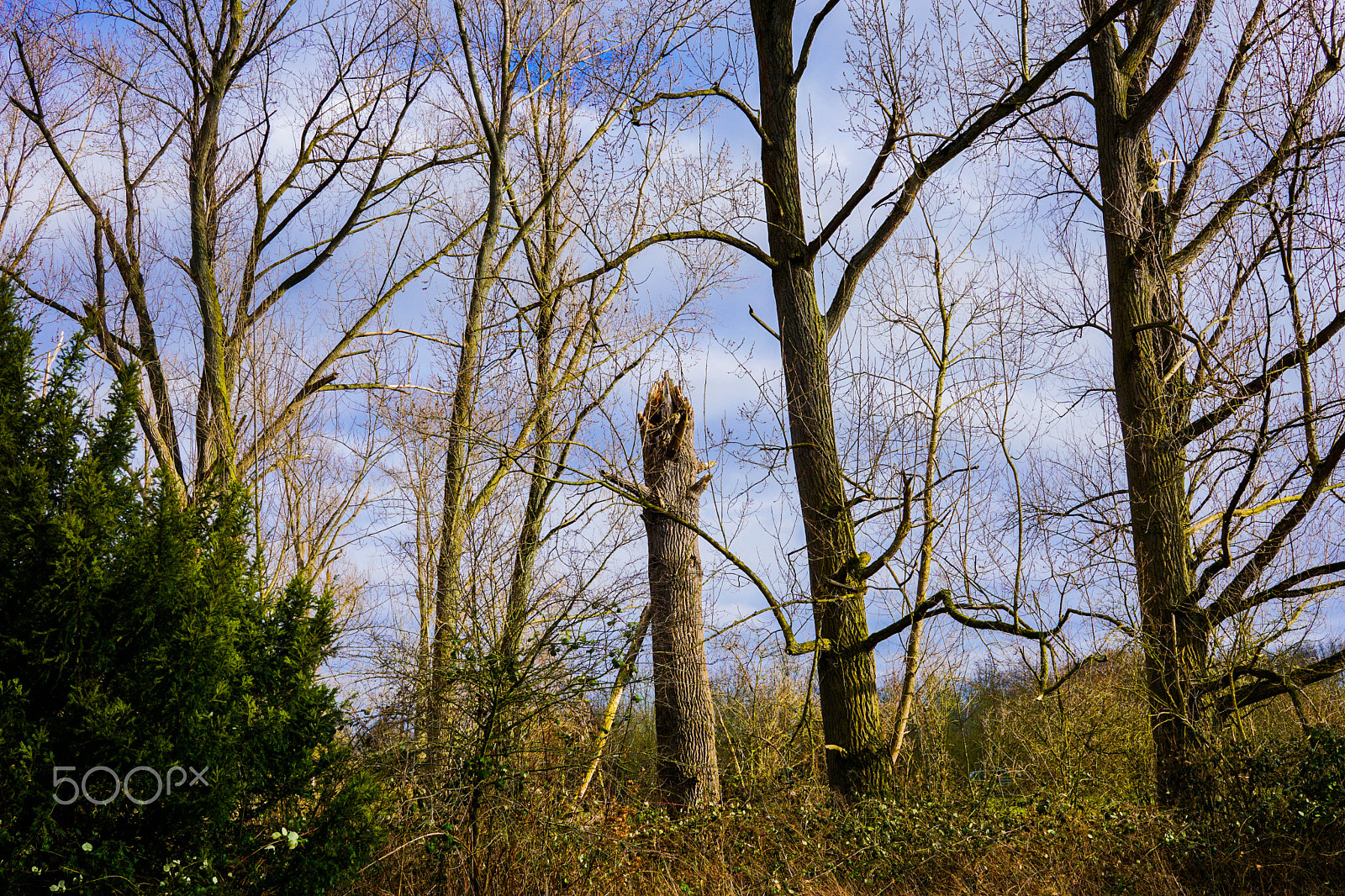 Sigma 30mm F2.8 EX DN sample photo. Dead tree photography