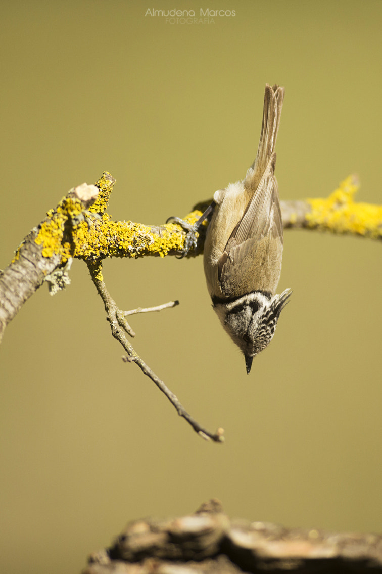 Canon EOS-1D X + Canon EF 400mm f/2.8L sample photo. Herrerillo capuchino photography