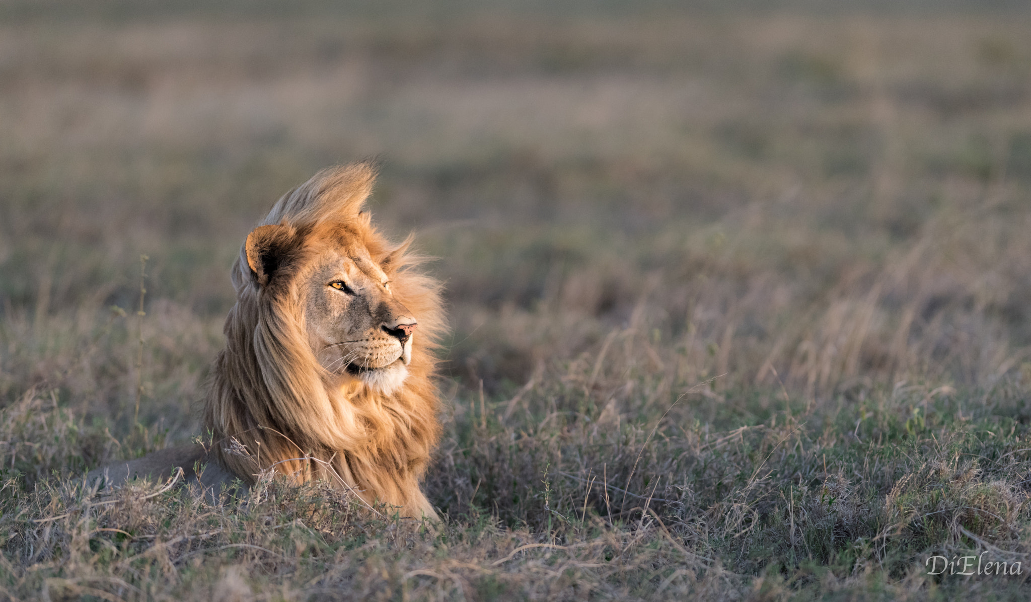 Nikon AF-S Nikkor 300mm F2.8G ED VR II sample photo. Tanzania  photography