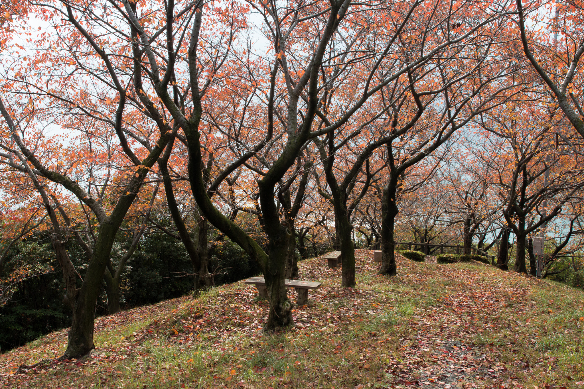 Canon EF 24-70mm F4L IS USM sample photo. Sakura park in autumn photography
