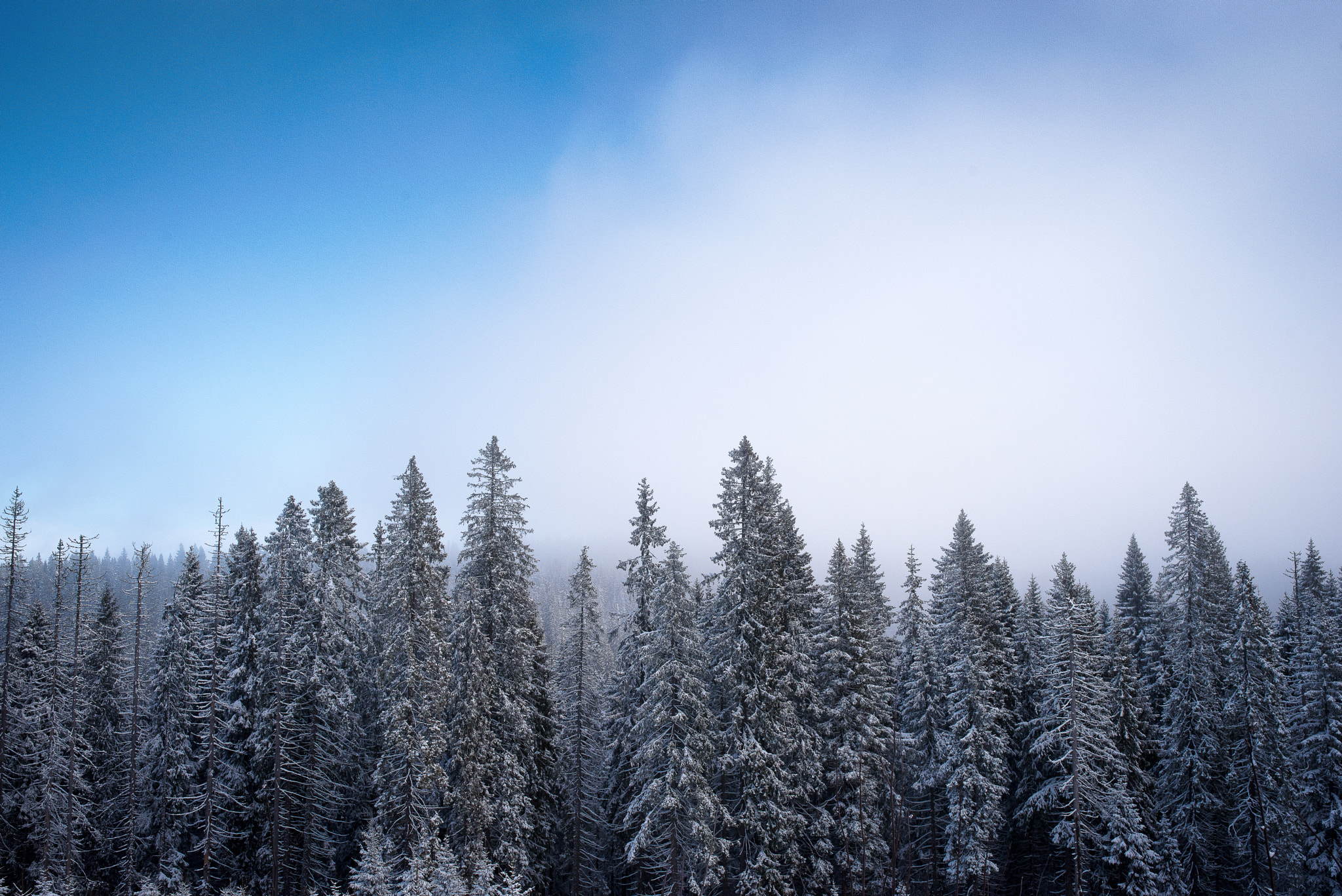 Pentax K-1 + Sigma 35mm F1.4 DG HSM Art sample photo. Tåke skog photography