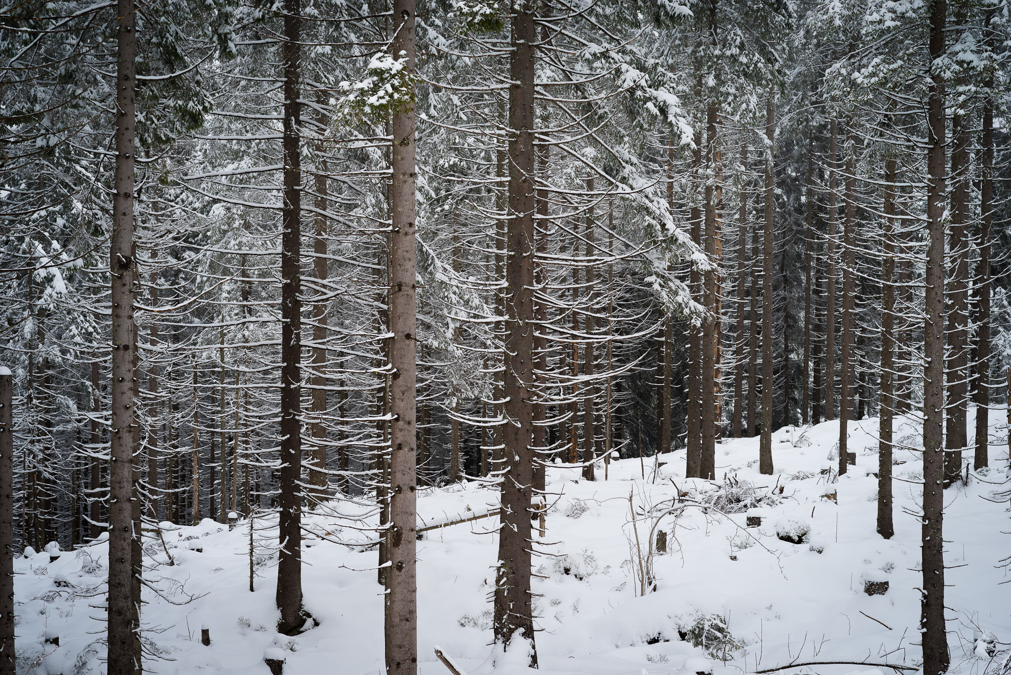 Pentax K-1 sample photo. Skog snø photography