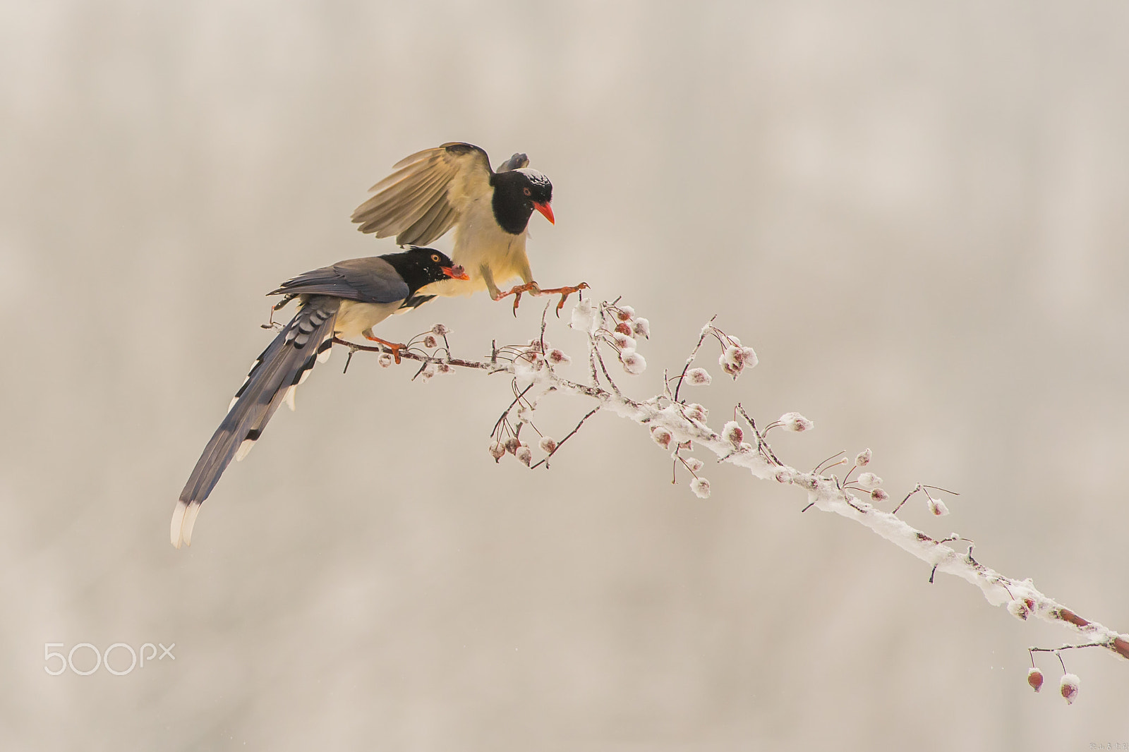 Canon EOS-1D X sample photo. 红嘴蓝鹊（urocissa erythroryncha） photography