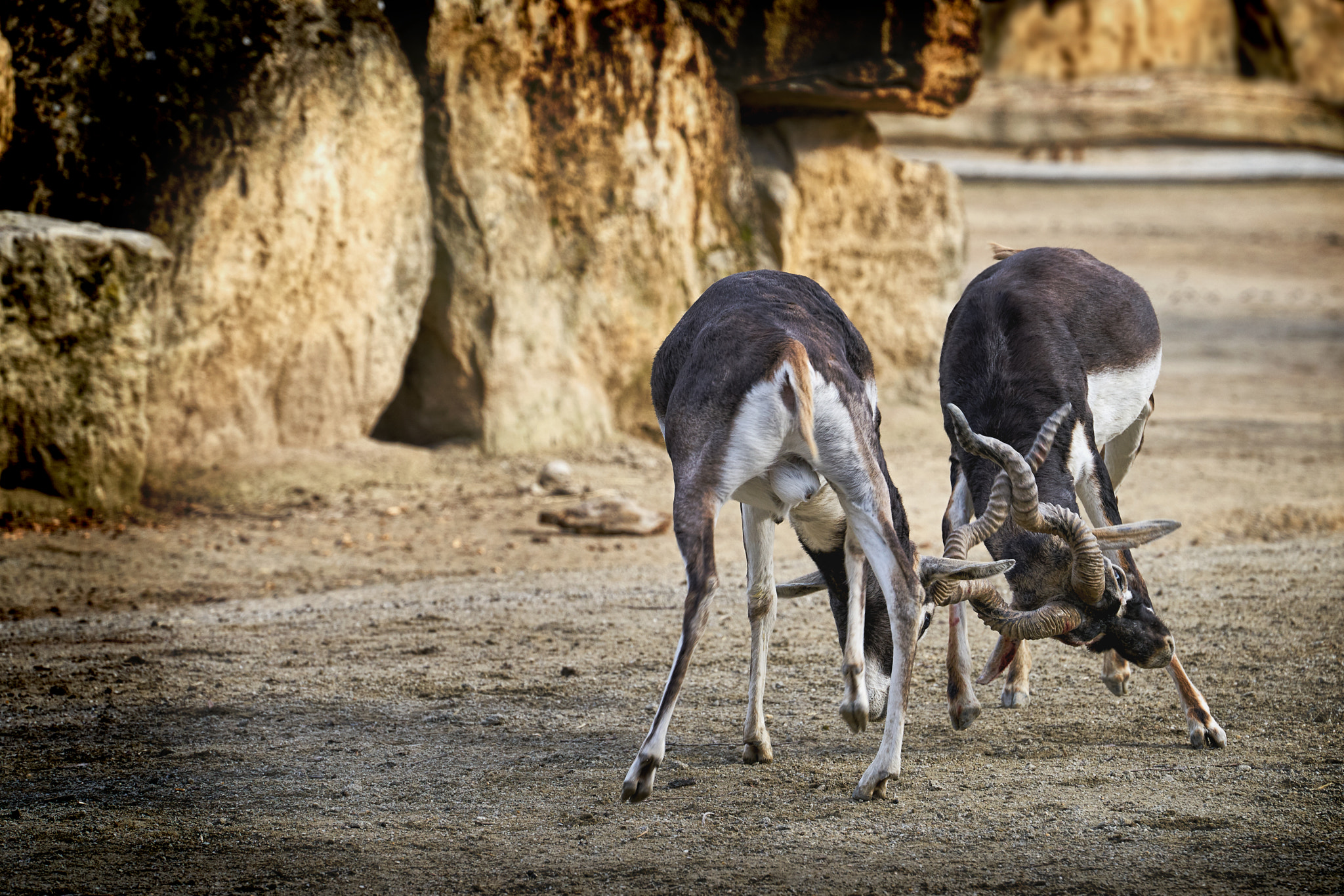 Sony a7R II + Sony FE 70-300mm F4.5-5.6 G OSS sample photo. 2017_02_26 photography