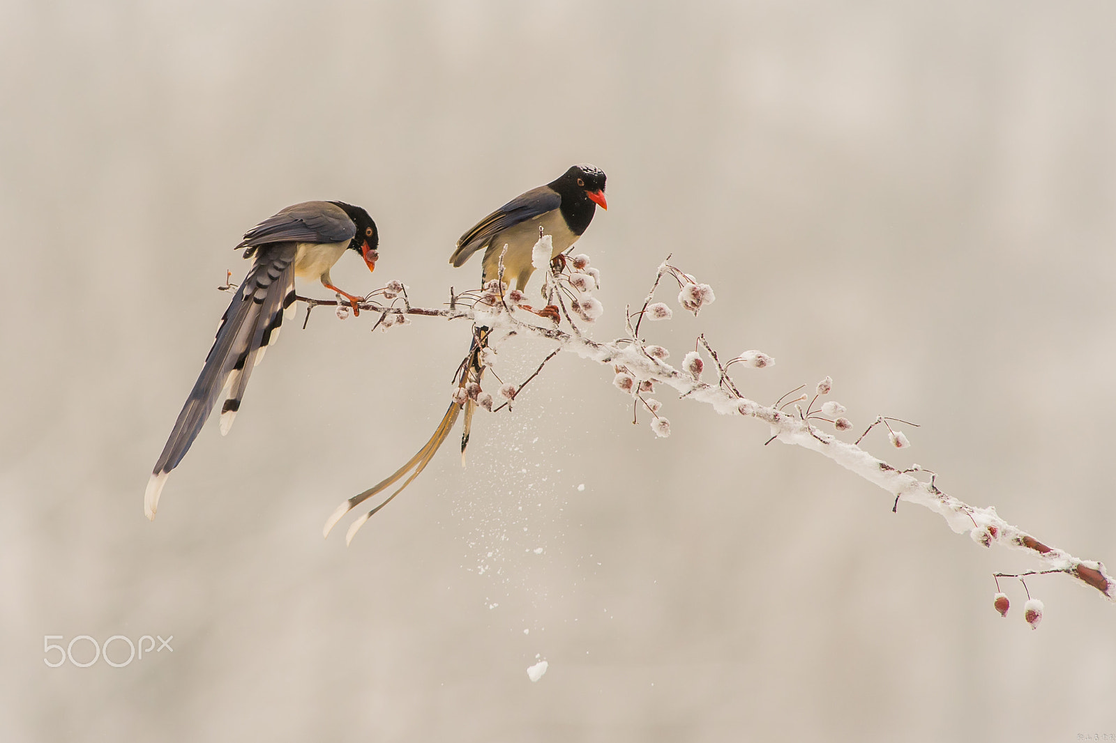 Canon EF 400mm f/2.8L sample photo. 红嘴蓝鹊（urocissa erythroryncha） photography