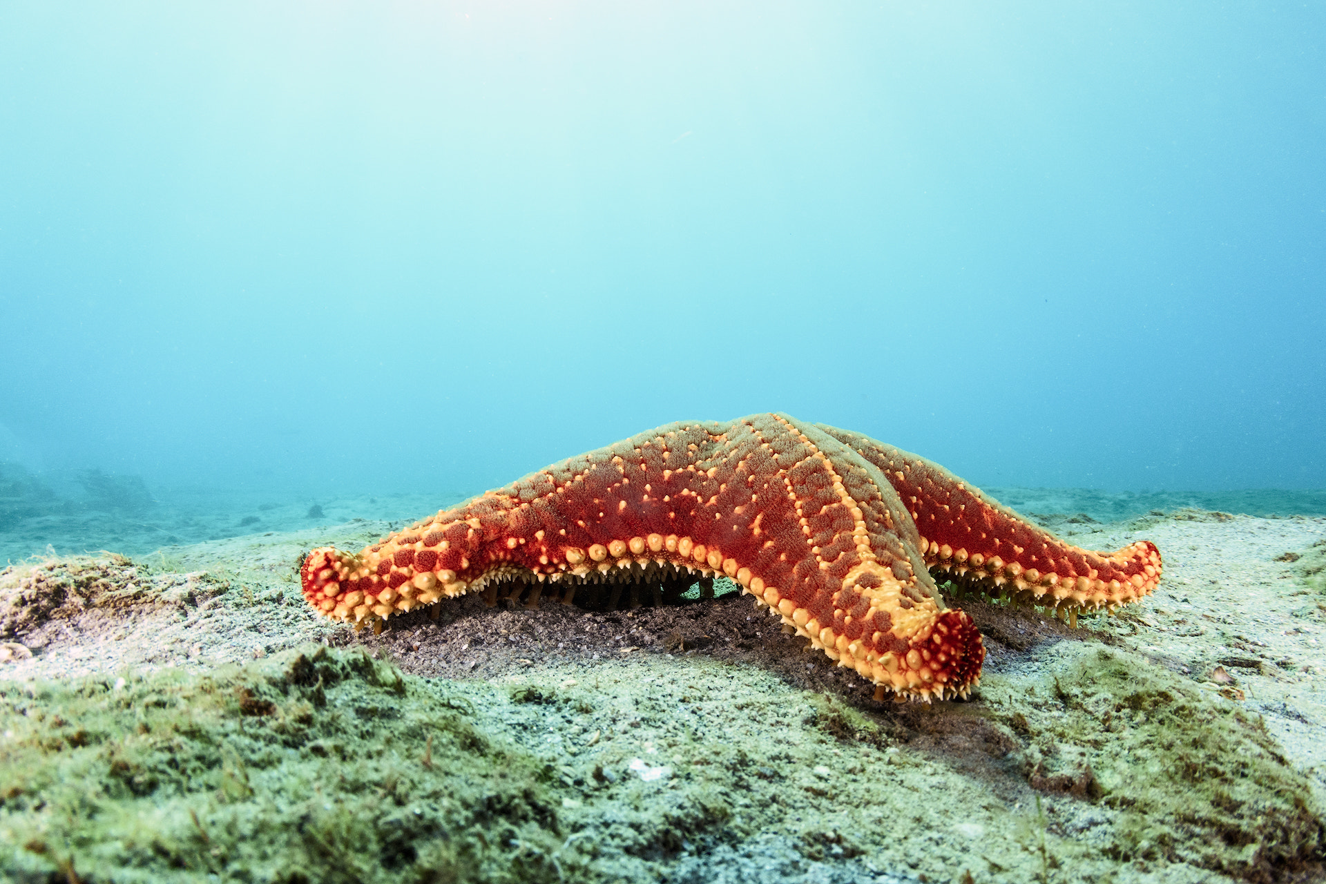 Nikon D7200 sample photo. Cushion sea star photography