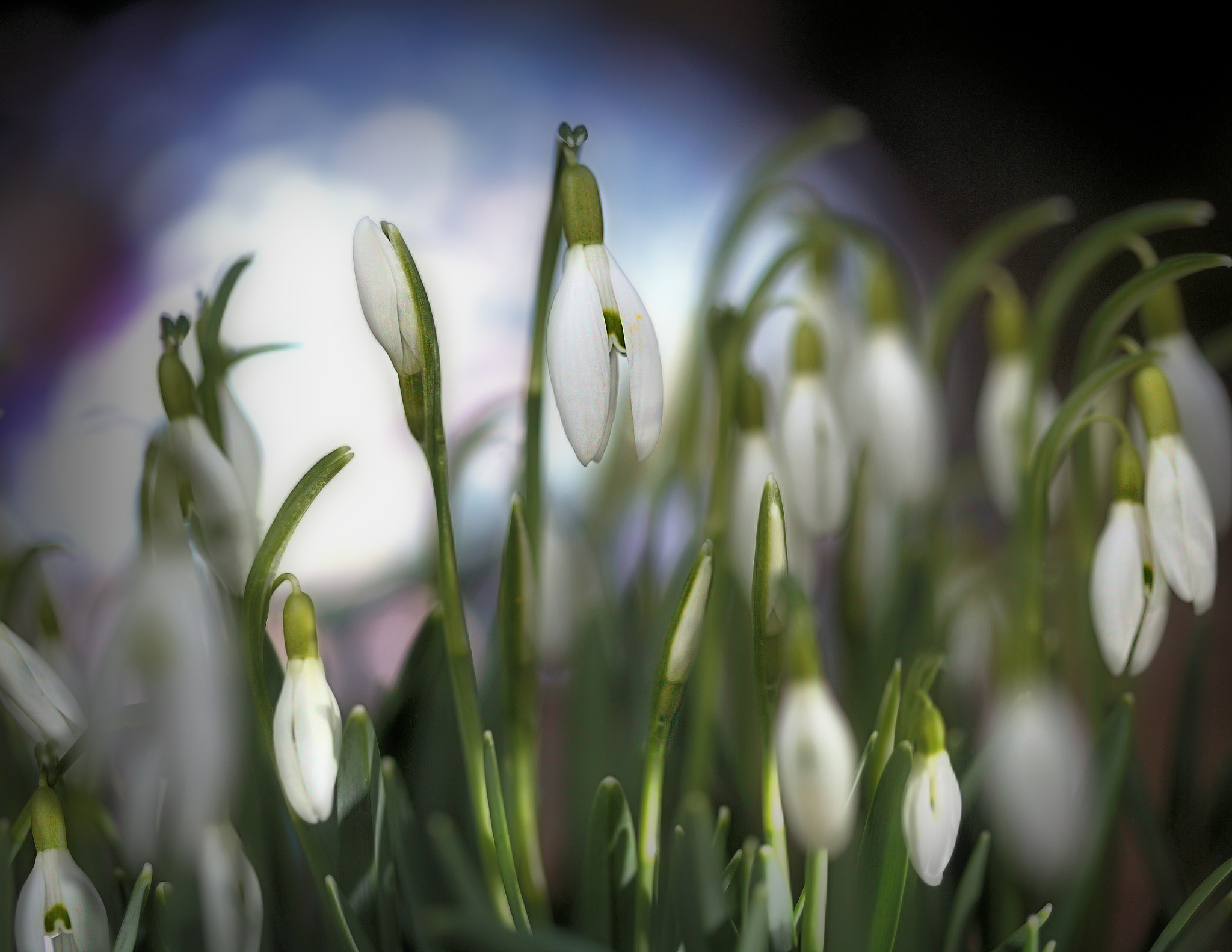Canon EOS 6D + Canon EF 100mm F2.8 Macro USM sample photo. My favorite kind of snow photography