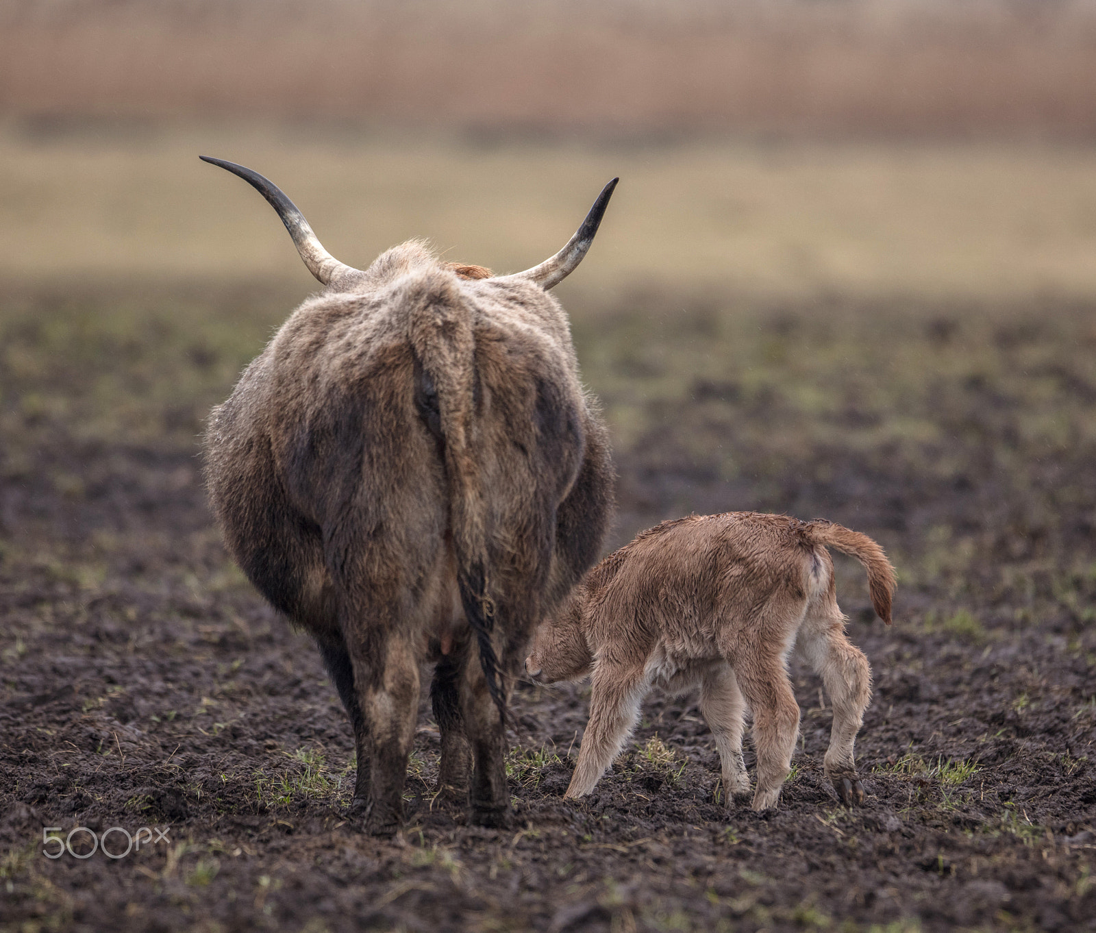 Canon EF 400mm F2.8L IS USM sample photo. Spring calf photography