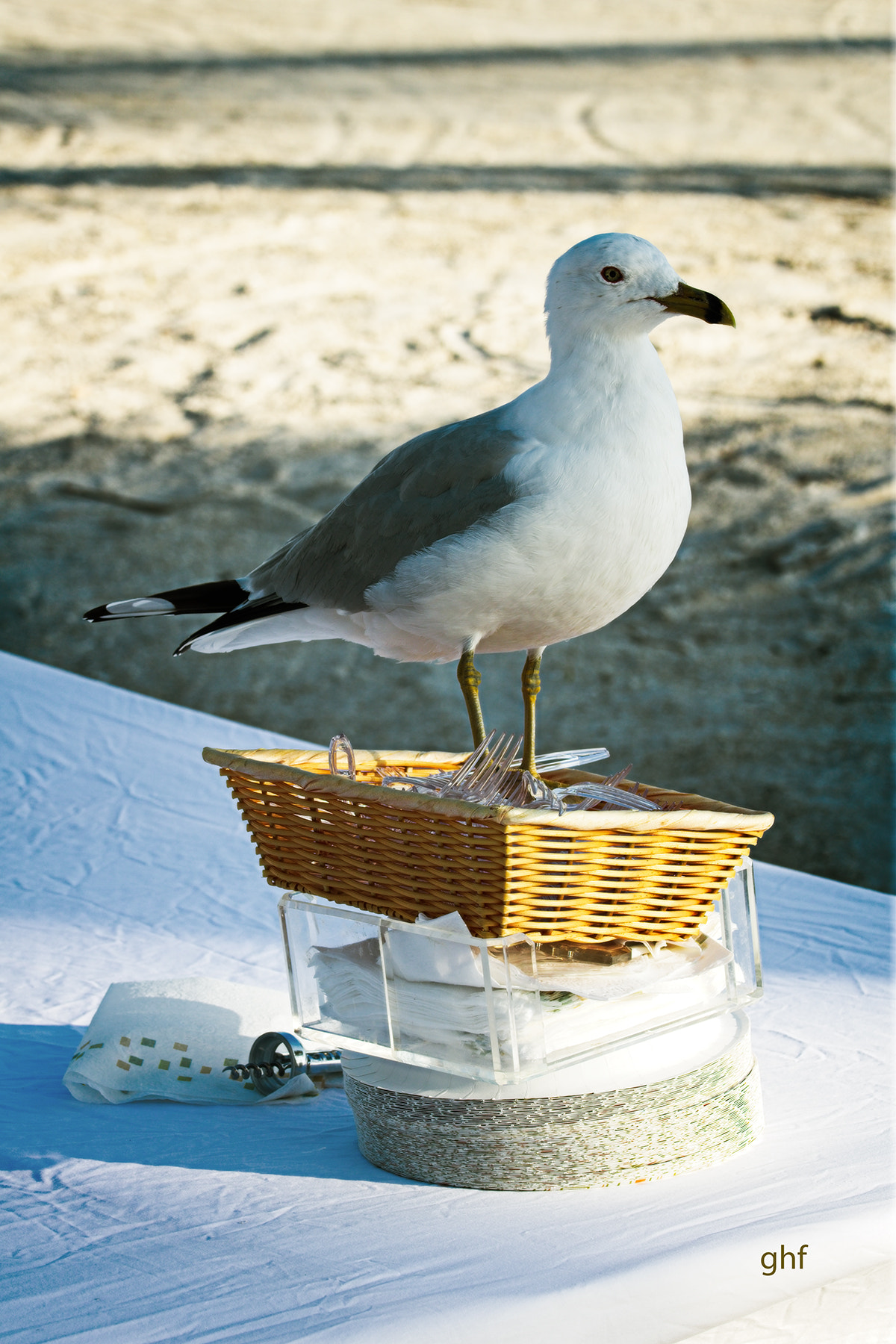 Canon EOS 760D (EOS Rebel T6s / EOS 8000D) sample photo. Party bird photography