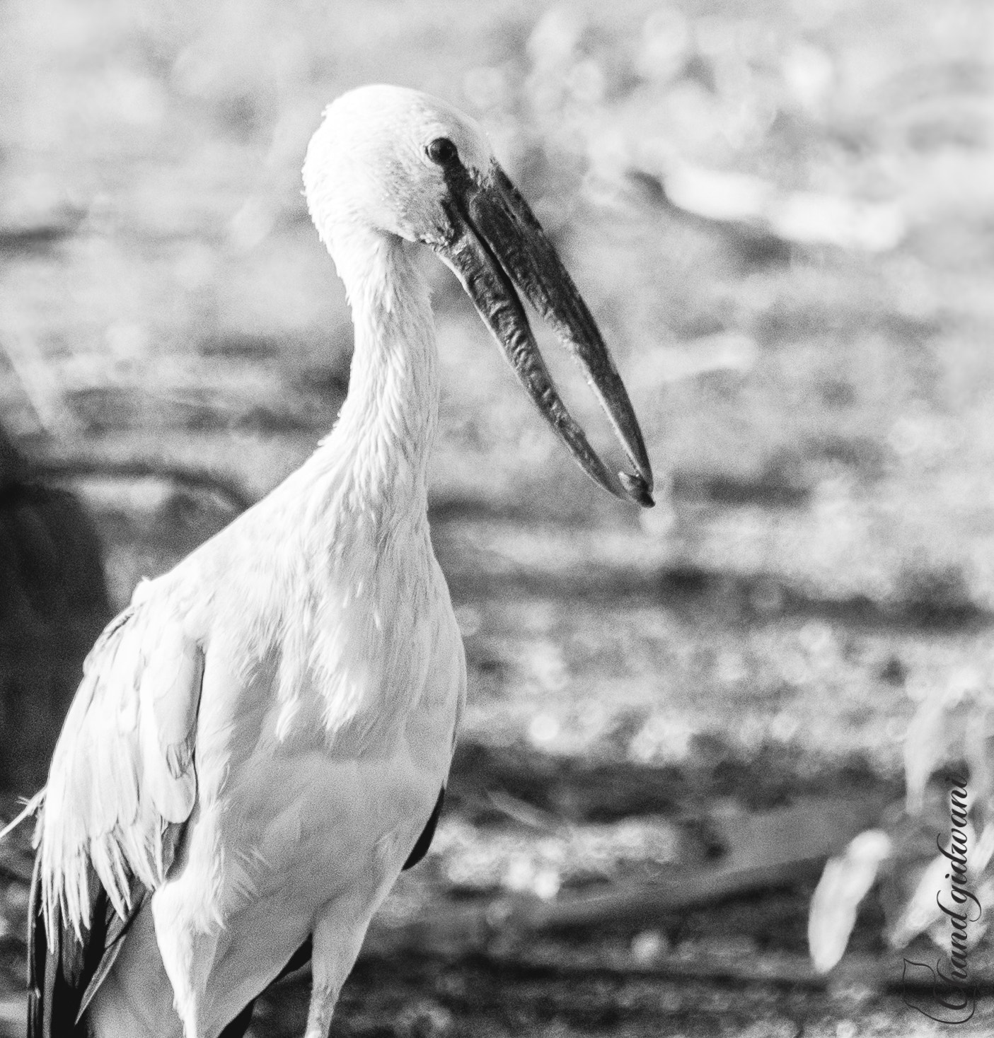Nikon D500 sample photo. Openbill photography