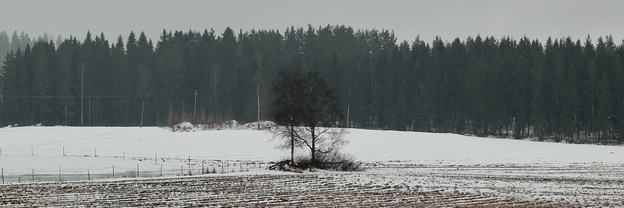 Canon EOS 550D (EOS Rebel T2i / EOS Kiss X4) + Canon EF 50mm F1.4 USM sample photo. Two trees on field photography