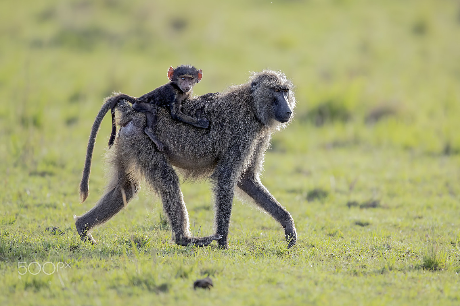 Canon EOS-1D X Mark II + Canon EF 600mm F4L IS II USM sample photo. Always safe in mother's hands .... photography