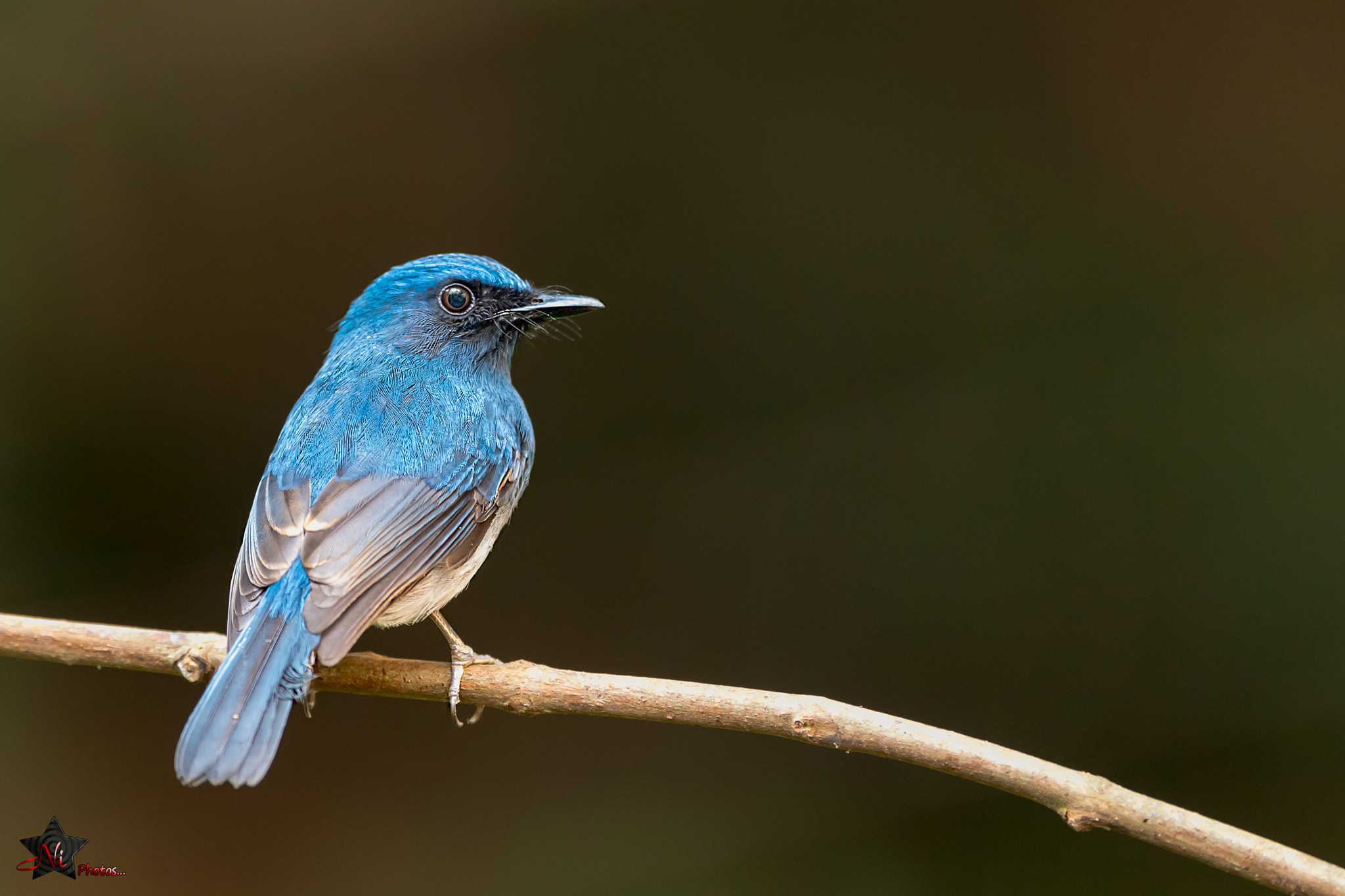 Nikon AF-S Nikkor 600mm F4E FL ED VR sample photo. White-bellied blue flycatcher (cyornis pallipes) photography