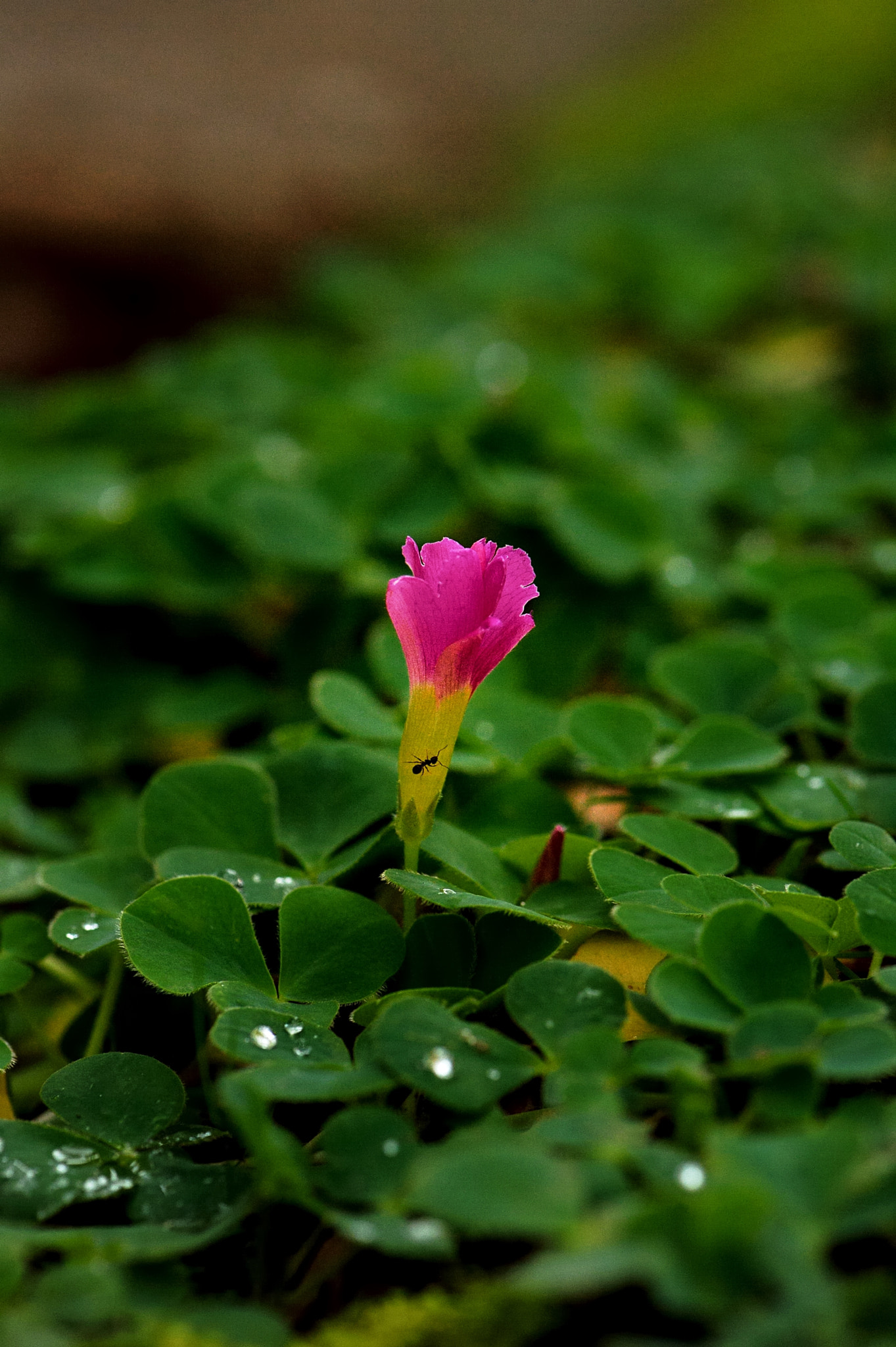 Nikon Df sample photo. Untitled photography