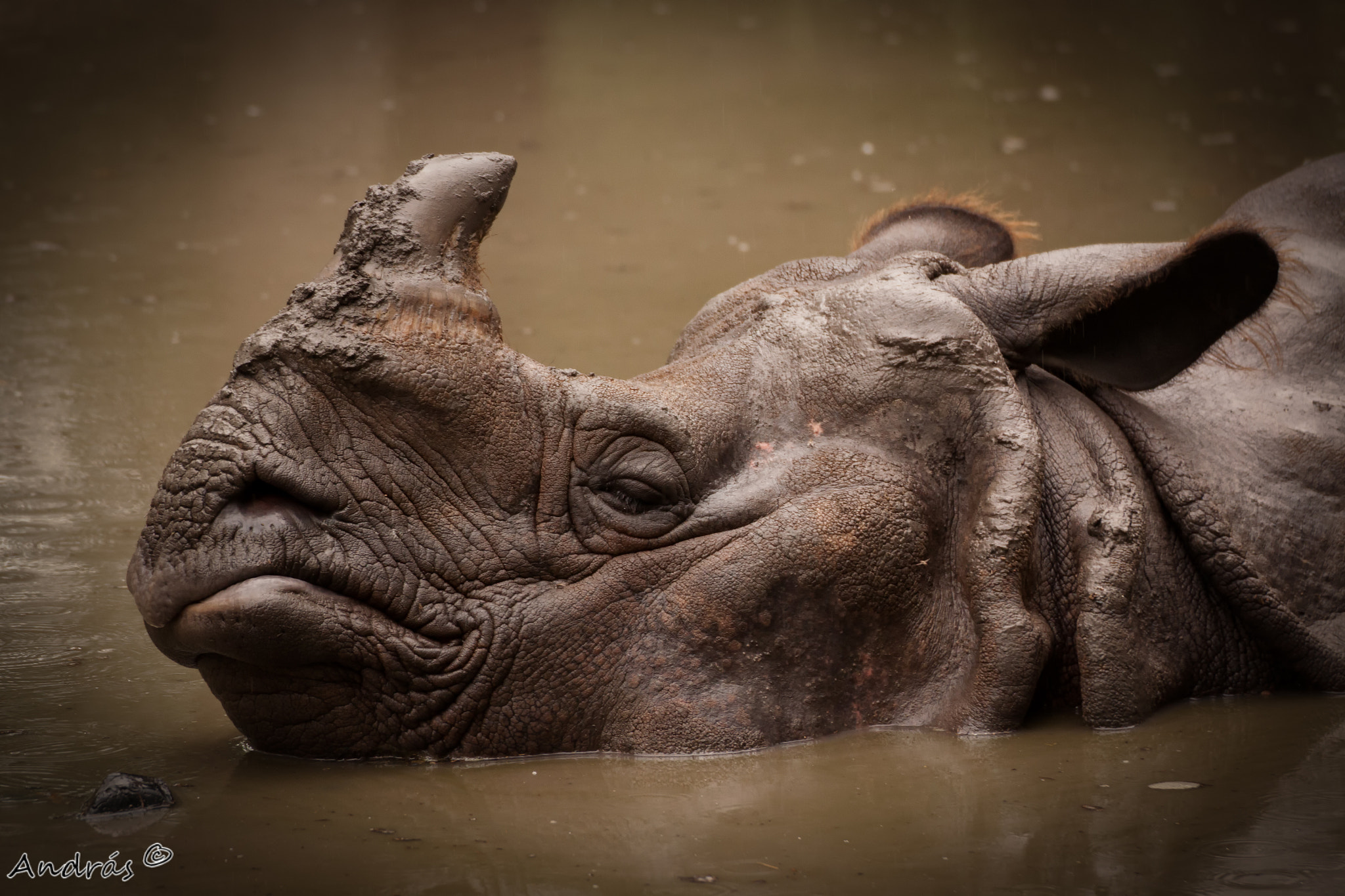 Canon EOS 500D (EOS Rebel T1i / EOS Kiss X3) sample photo. Rhino portrait photography