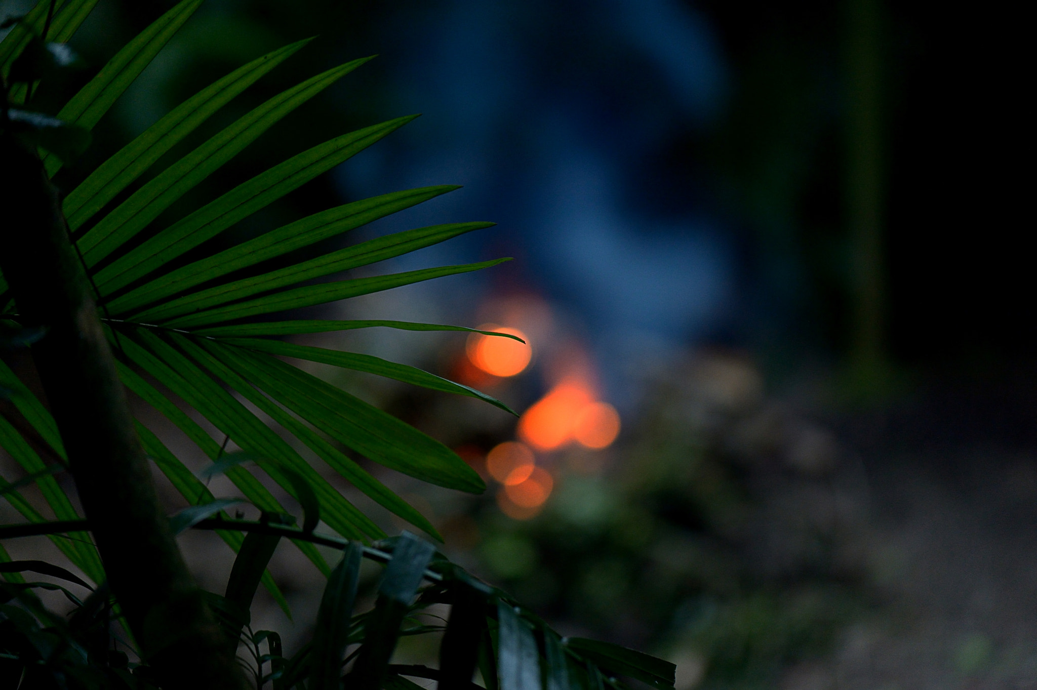 Nikon Df sample photo. The fire photography