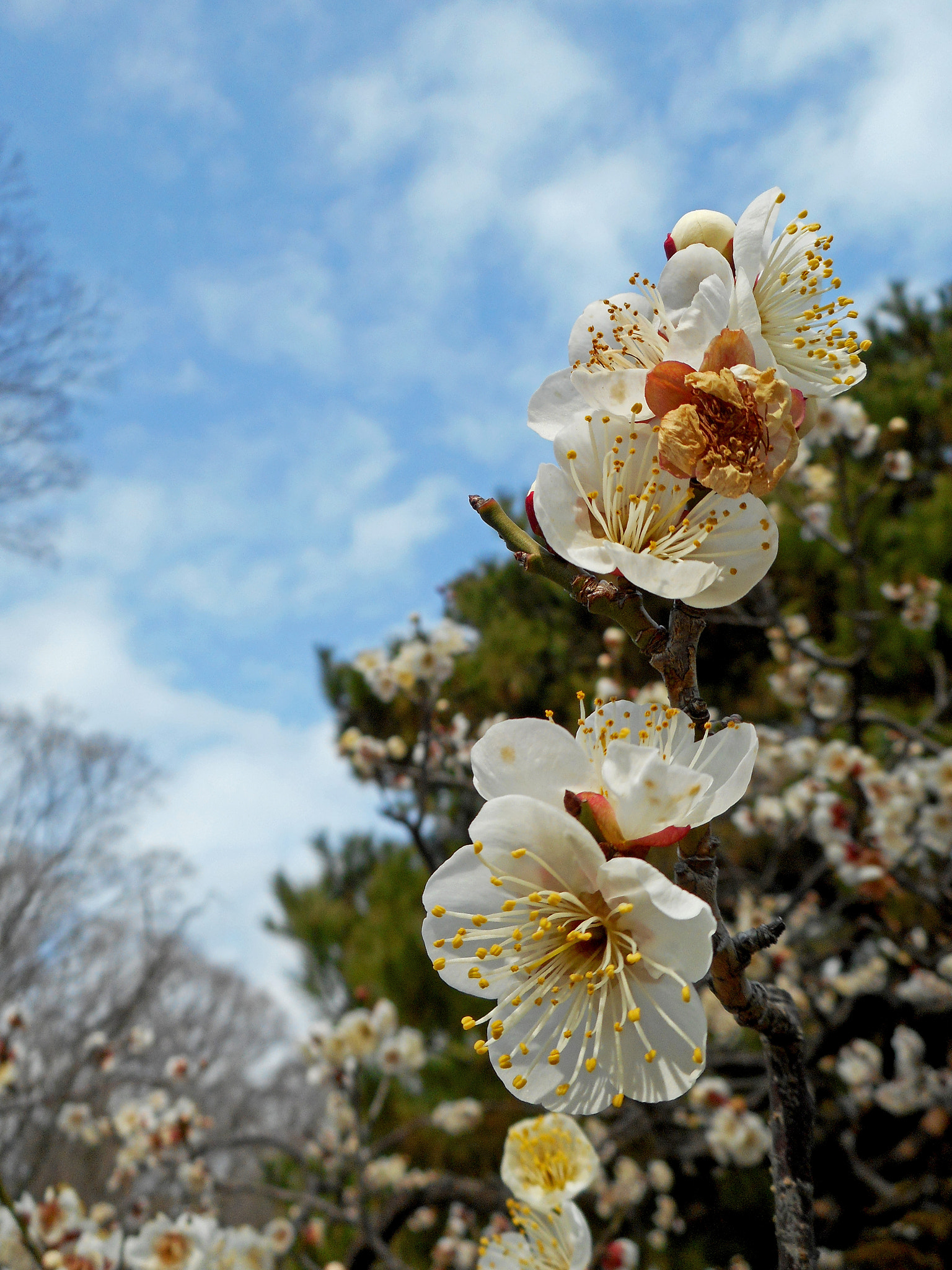 Nikon Coolpix S3700 sample photo. Spring is here photography