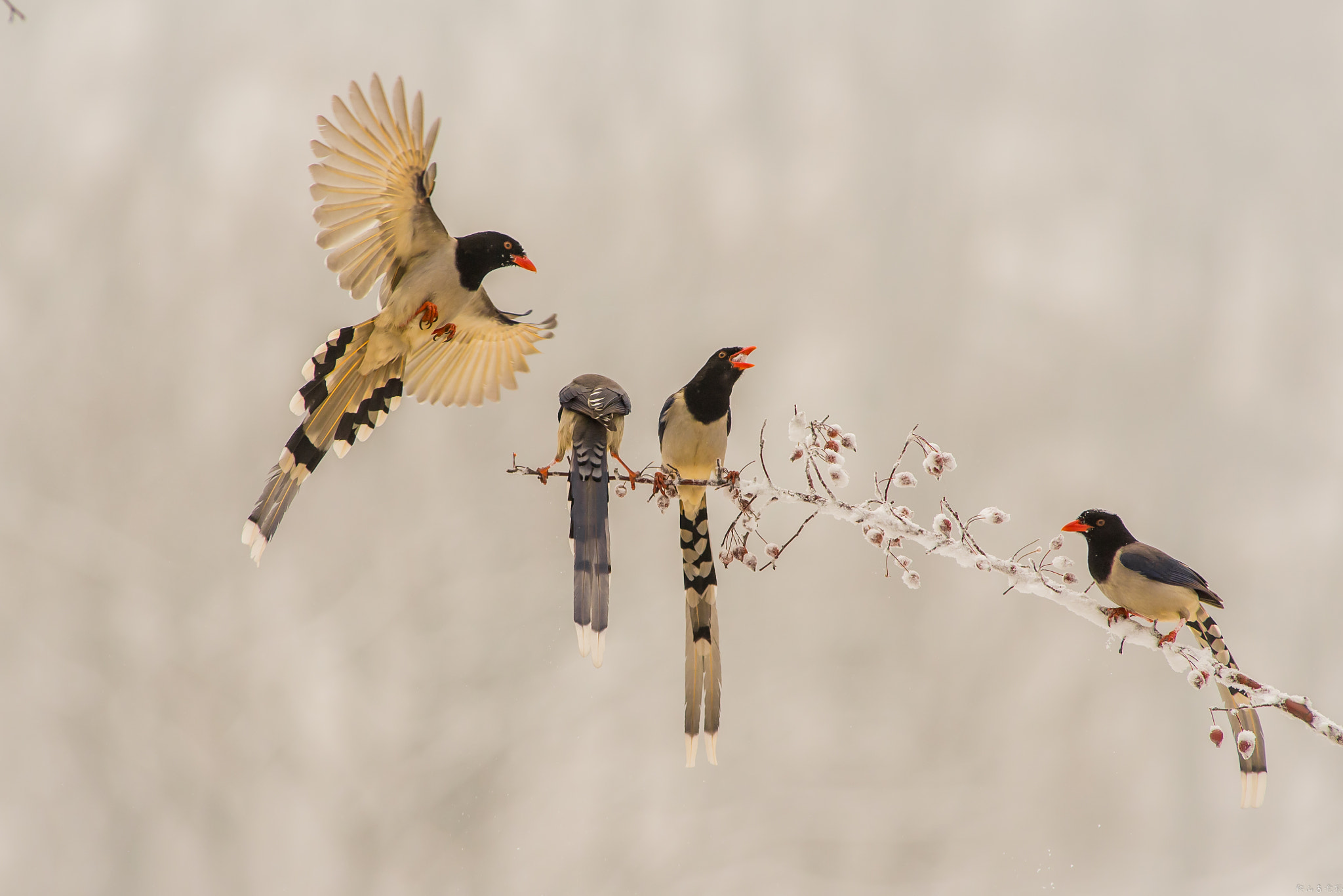 Canon EF 400mm f/2.8L sample photo. 红嘴蓝鹊（urocissa erythroryncha） photography