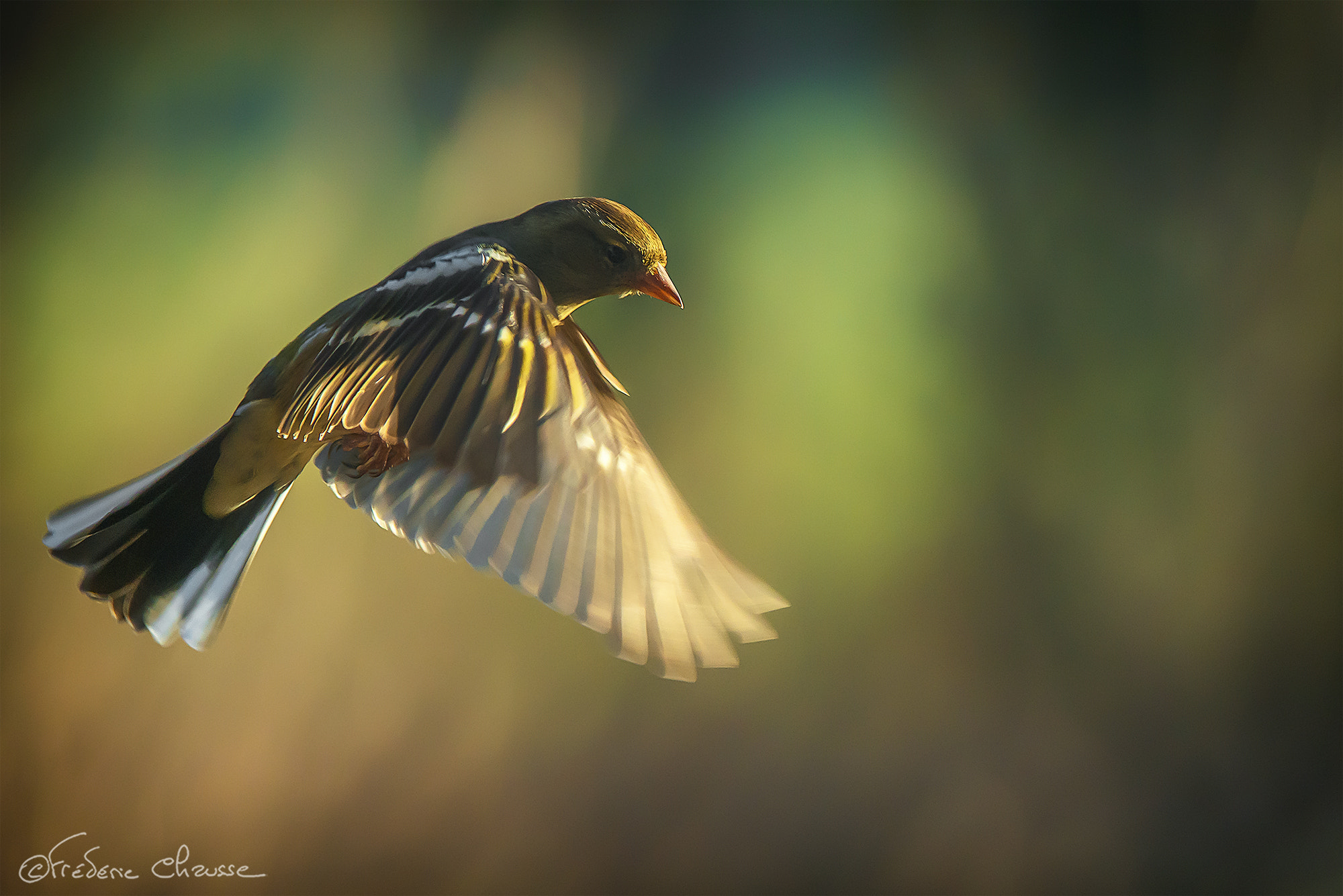 Nikon AF-S Nikkor 200-400mm F4G ED-IF VR sample photo. Common chaffinch photography