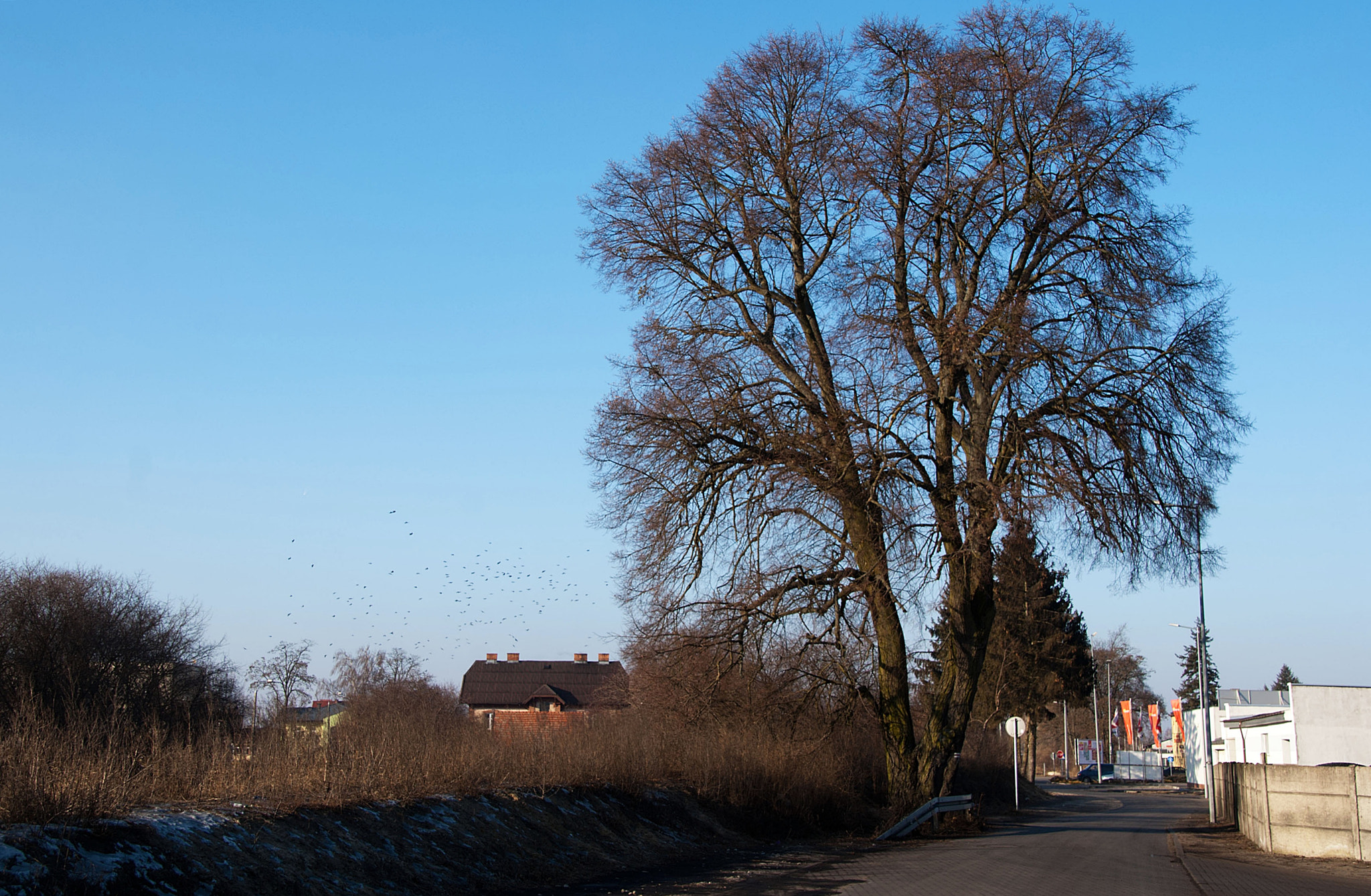 Tamron 18-270mm F3.5-6.3 Di II PZD sample photo. Drzewo2 photography