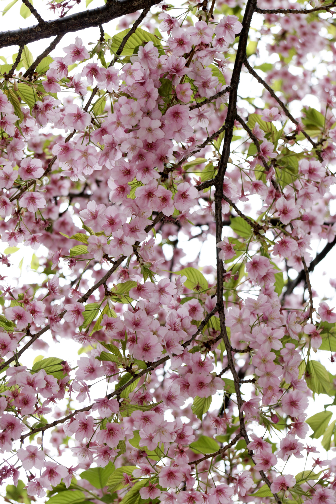 Canon EF-S 17-85mm F4-5.6 IS USM sample photo