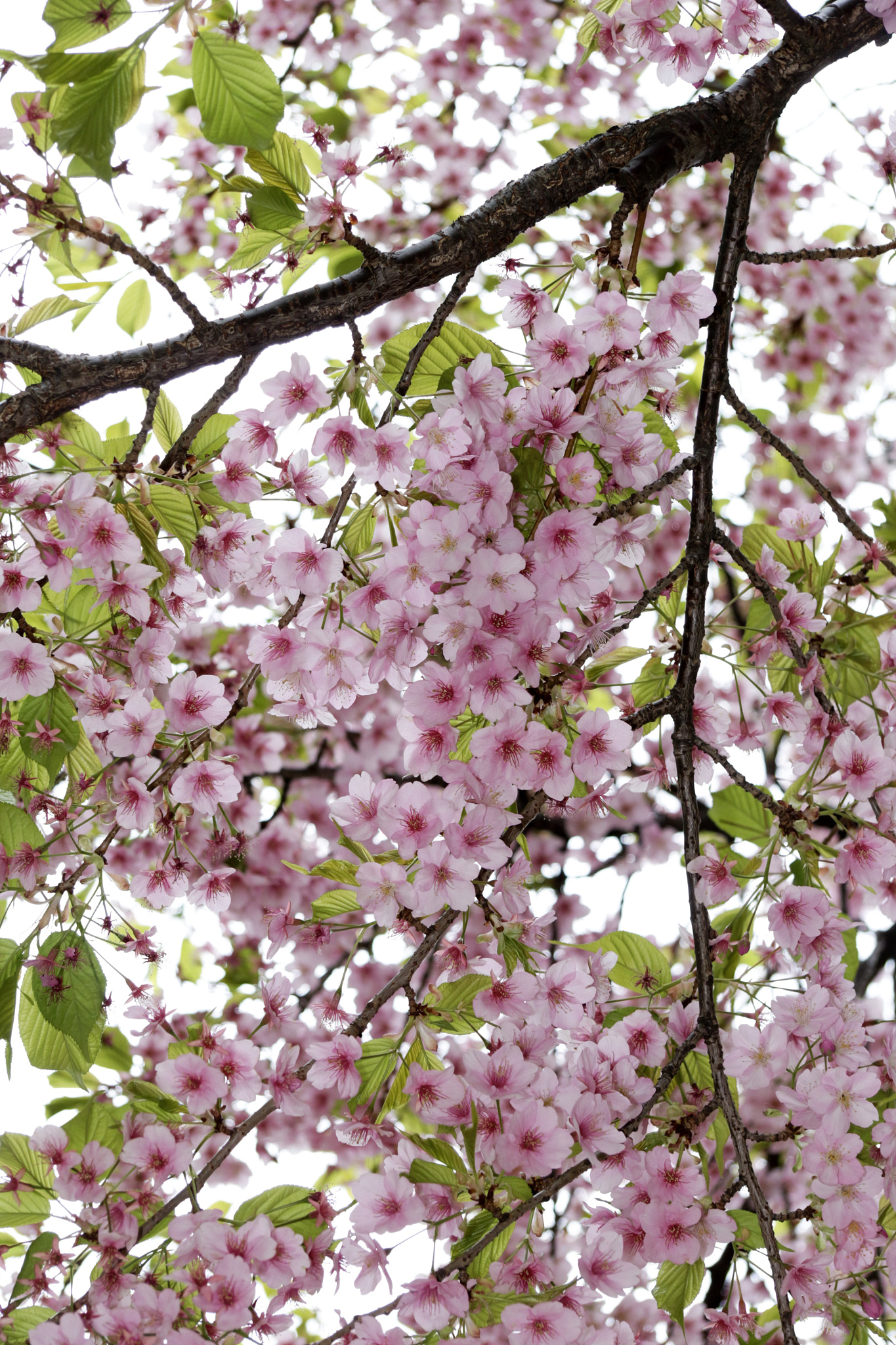 Canon EF-S 17-85mm F4-5.6 IS USM sample photo