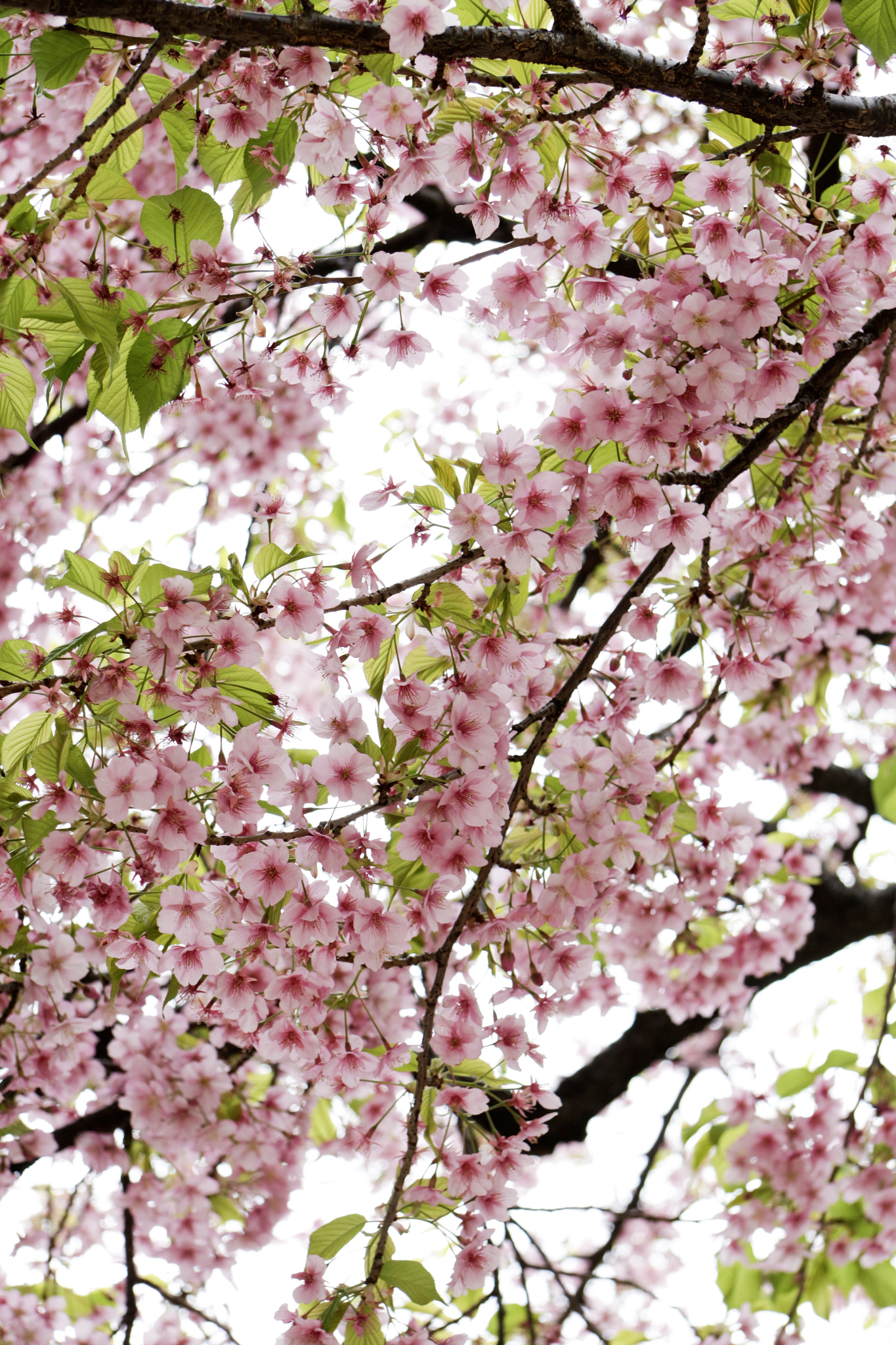 Canon EF-S 17-85mm F4-5.6 IS USM sample photo