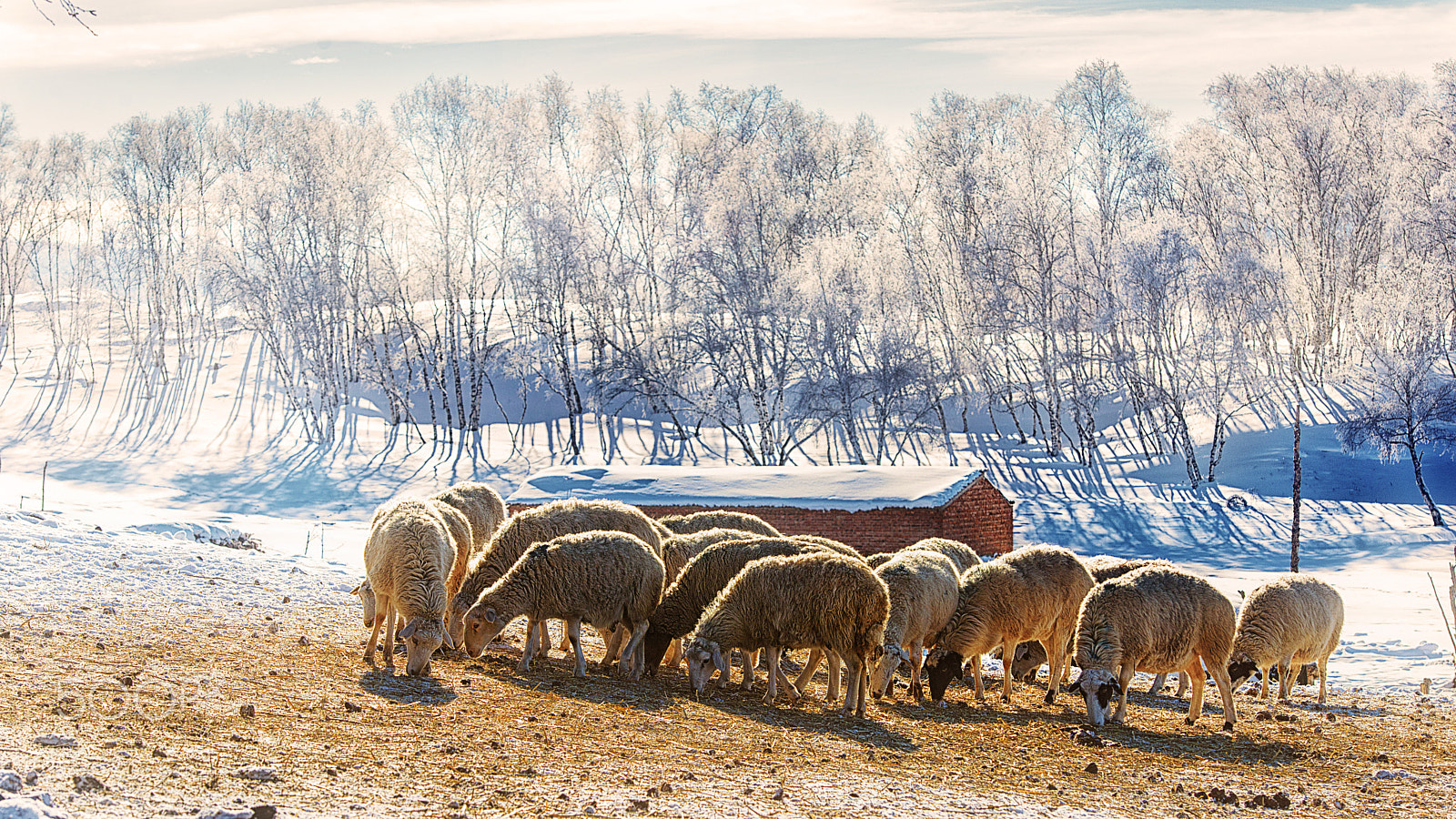 Nikon AF-S Nikkor 70-200mm F2.8G ED VR II sample photo. Sheep photography