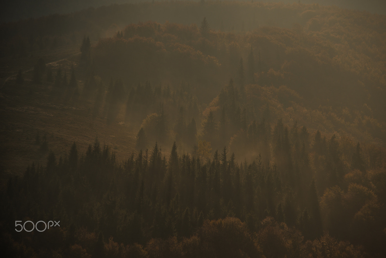 Nikon D800E sample photo. Fog photography