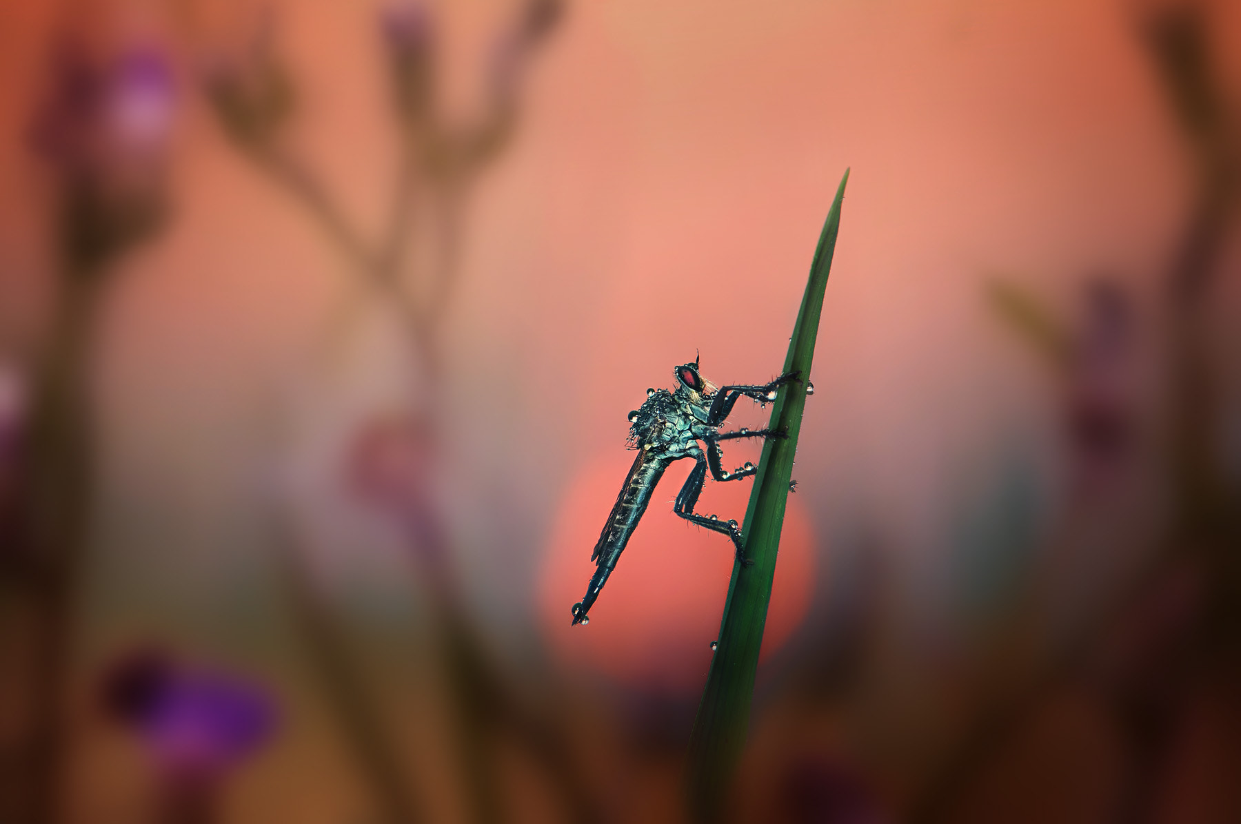 Nikon AF-S Micro-Nikkor 105mm F2.8G IF-ED VR sample photo. Here comes the night photography