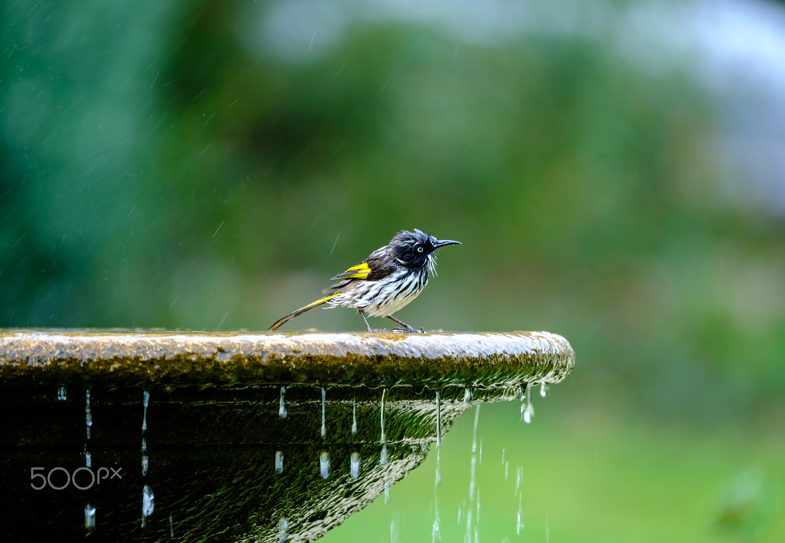 Fujifilm XF 100-400mm F4.5-5.6 R LM OIS WR sample photo. Birdbath, margaret river, australia photography