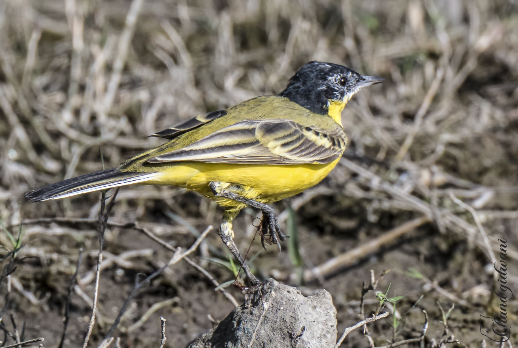 Nikon D500 sample photo. Yellow wagtail photography