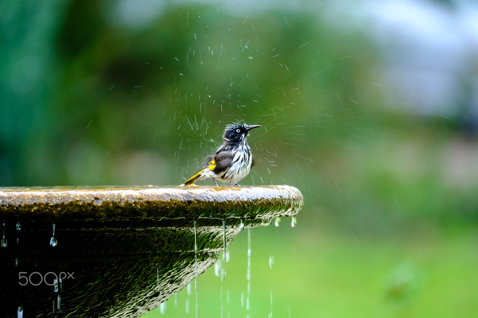 Fujifilm X-T2 sample photo. Birdbath, margaret river, australia photography