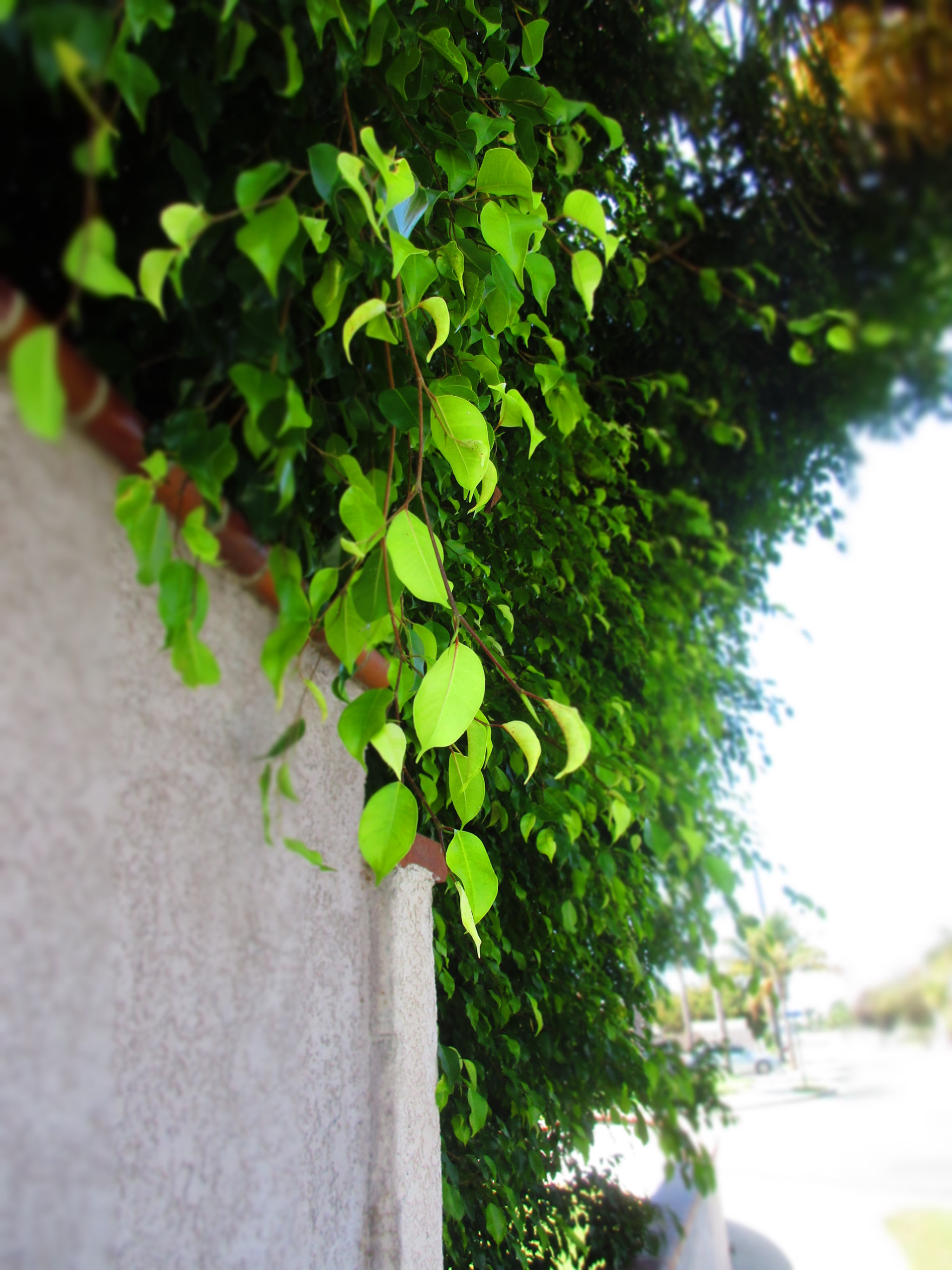 Canon PowerShot ELPH 170 IS (IXUS 170 / IXY 170) sample photo. Vines photography