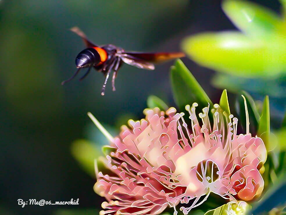 Canon EOS 100D (EOS Rebel SL1 / EOS Kiss X7) + Tamron SP AF 90mm F2.8 Di Macro sample photo. Wasp butt :d photography