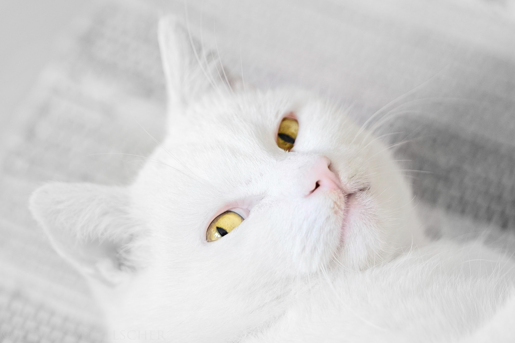 Fujifilm X-T1 + Fujifilm XF 90mm F2 R LM WR sample photo. Hello ! photography