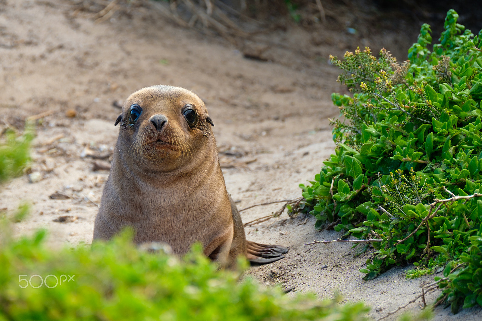 Fujifilm XF 100-400mm F4.5-5.6 R LM OIS WR sample photo. Sea lion pup, kangaroo island, australia photography