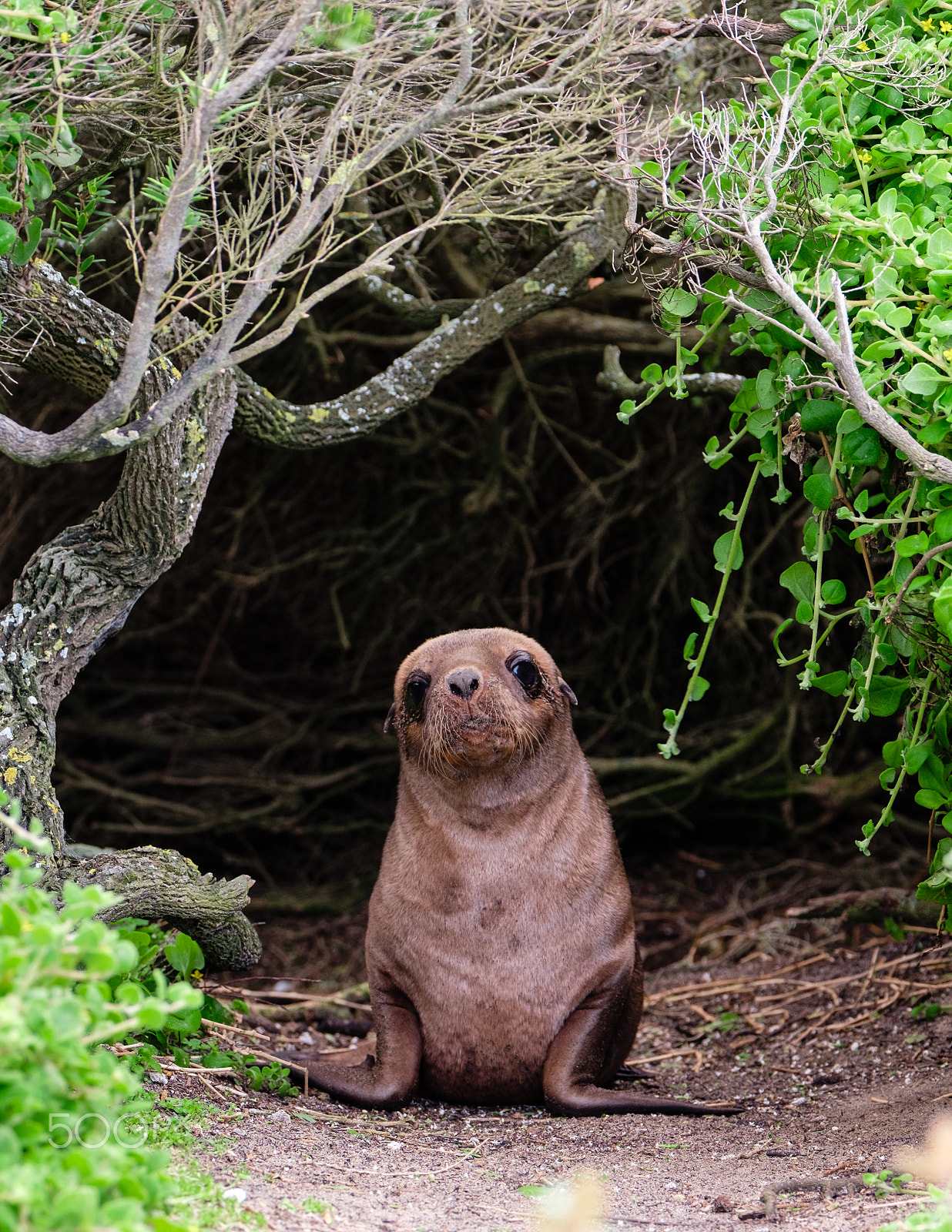 Fujifilm XF 100-400mm F4.5-5.6 R LM OIS WR sample photo. Sea lion pup, kangaroo island, australia photography