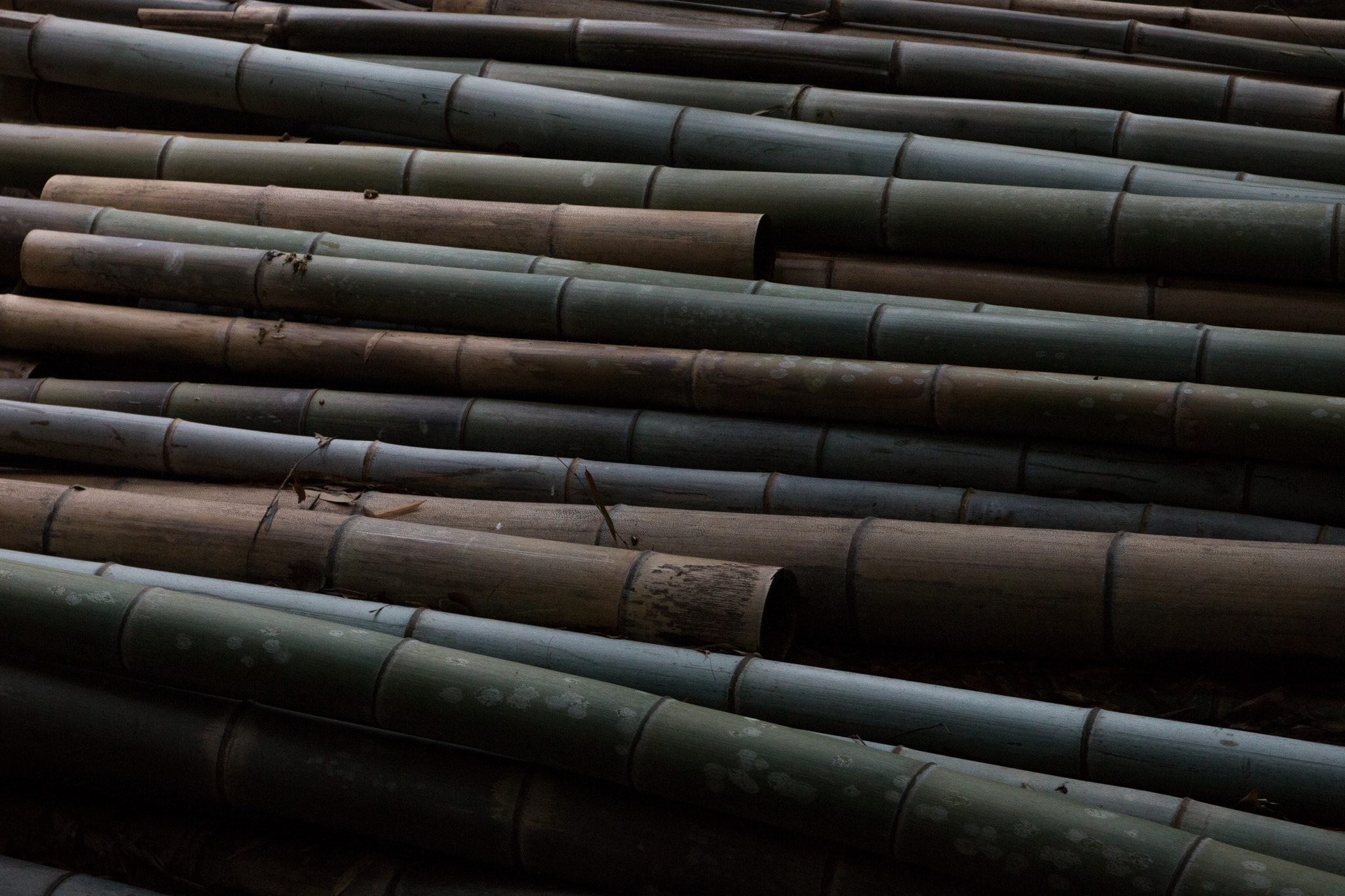 Canon EF 24-70mm F4L IS USM sample photo. Cut bamboo photography
