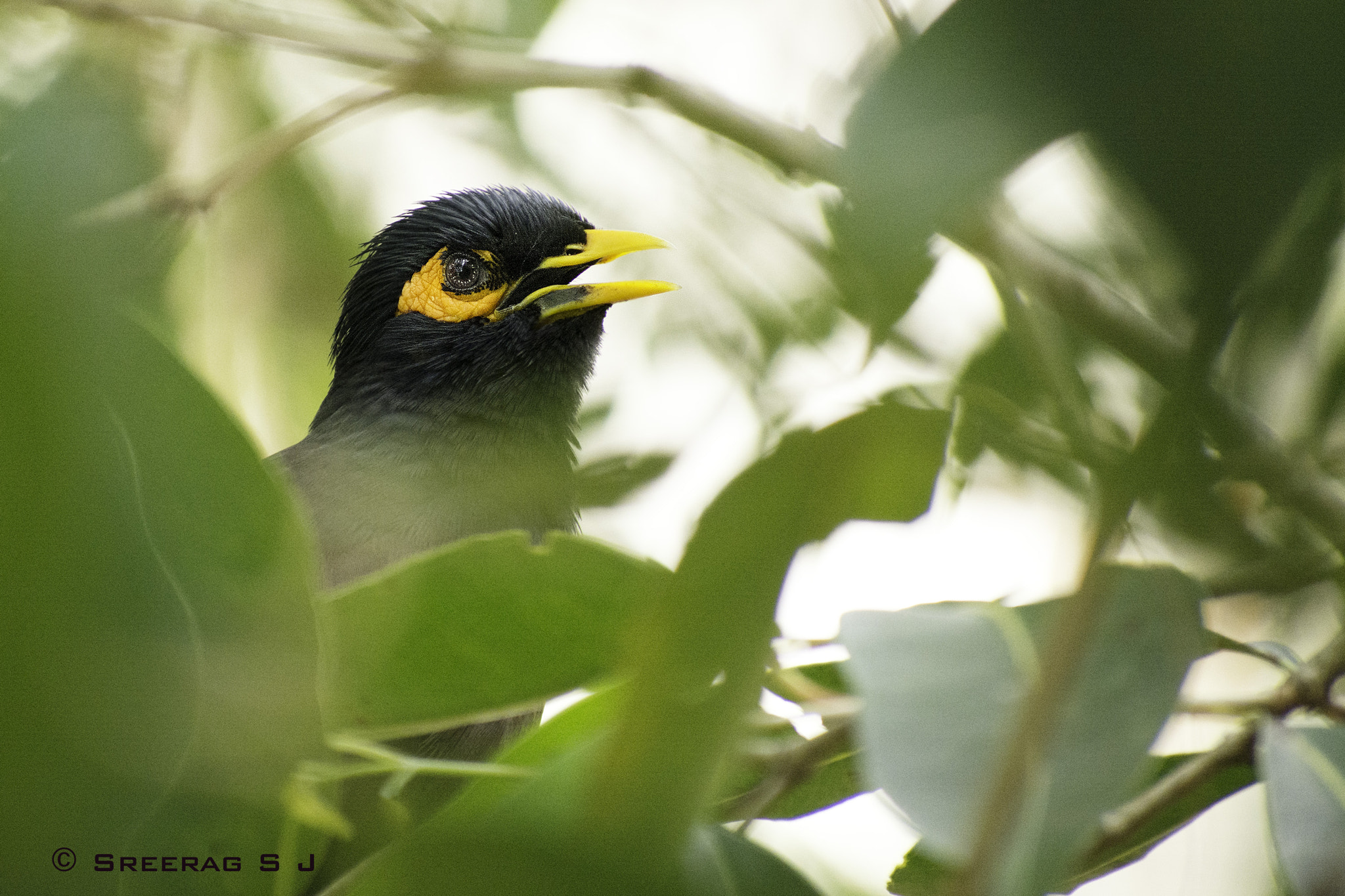 Nikon D5200 + Sigma 70-300mm F4-5.6 DG OS sample photo. Mynah photography