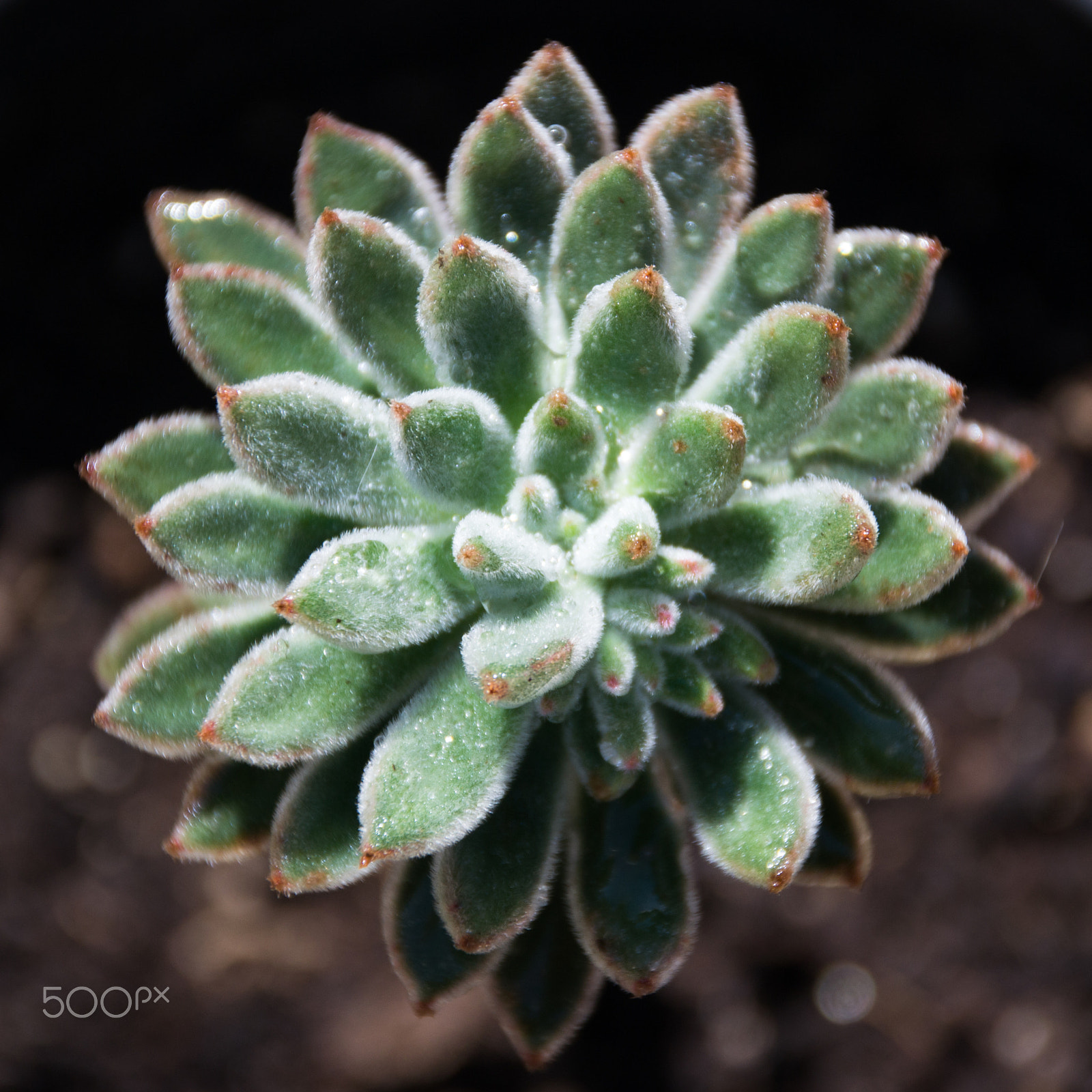 Sigma 18-200mm F3.5-6.3 II DC OS HSM sample photo. Plant photography