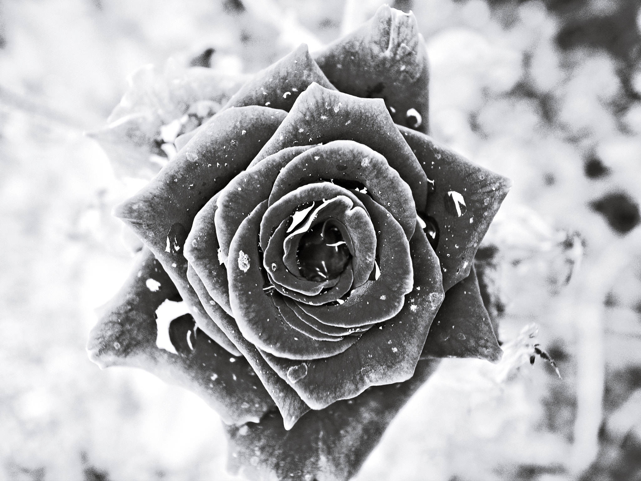 Ricoh GR DIGITAL 3 sample photo. Rose photography