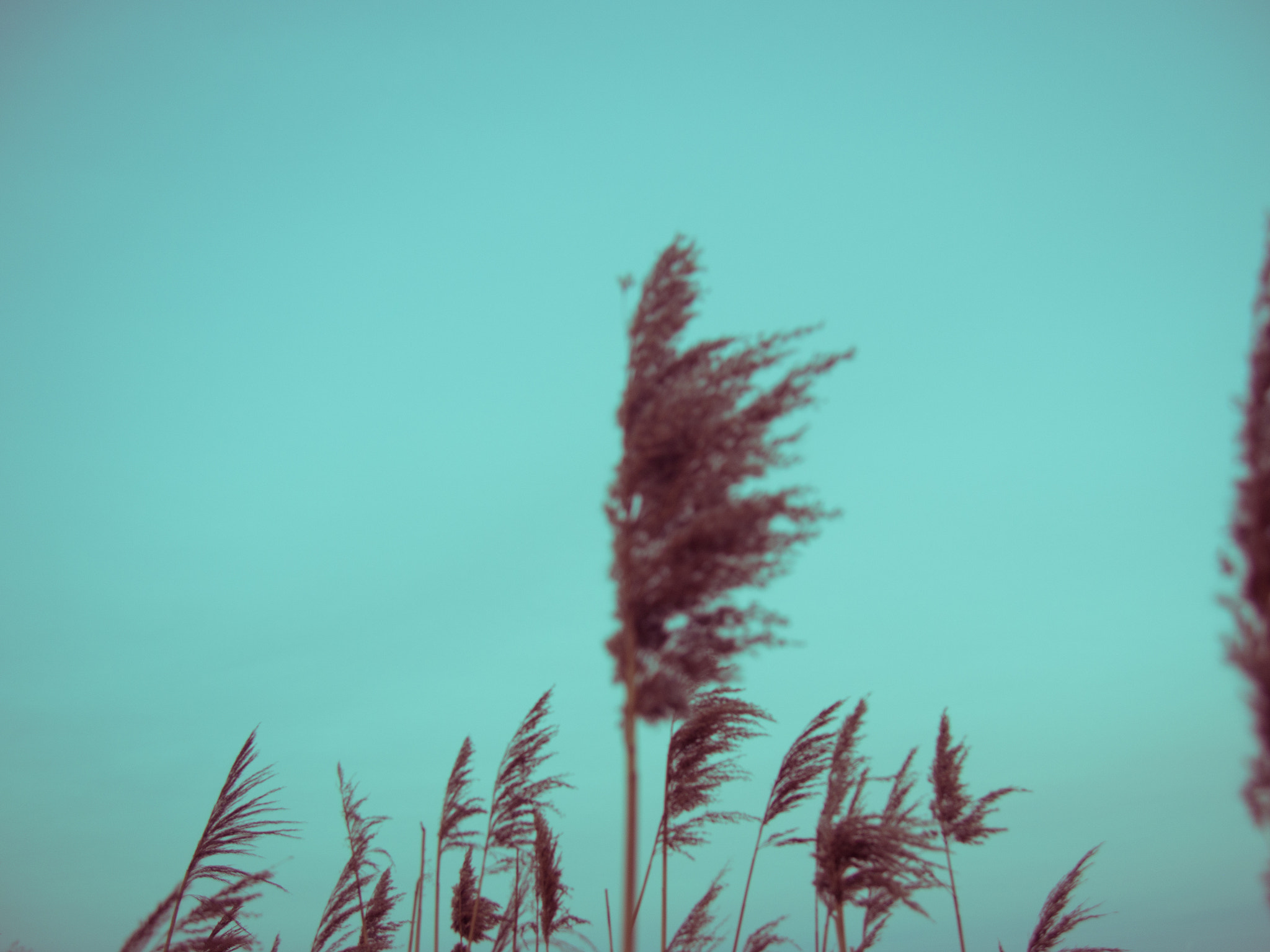 Olympus PEN E-PM2 sample photo. Palms photography