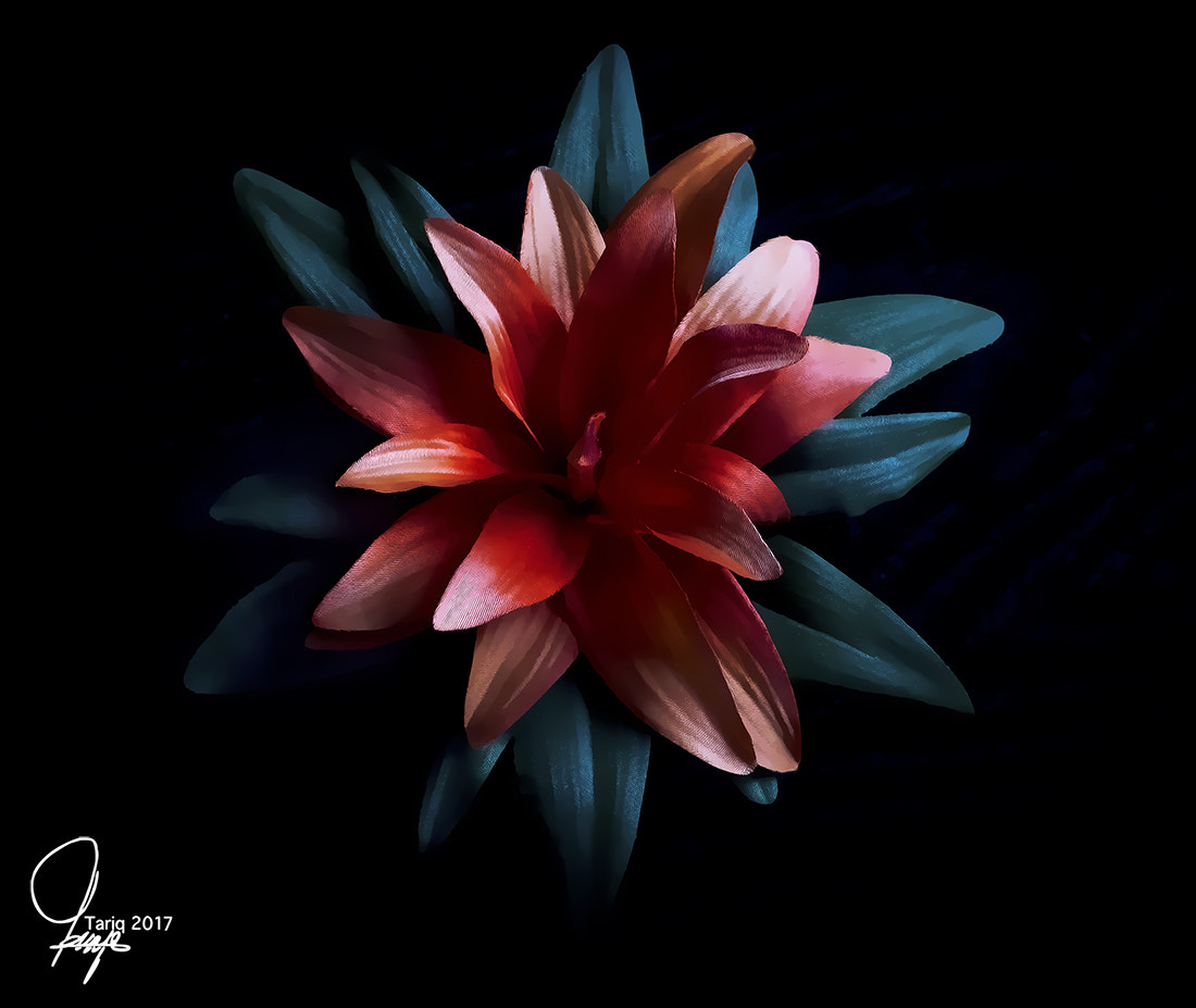 Canon EF 100mm F2.8 Macro USM sample photo. Sometimes the beauty of things appears after patience photography