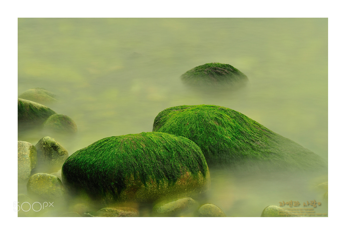 Nikon AF-Nikkor 80-200mm F2.8D ED sample photo. Dream of musulmok photography