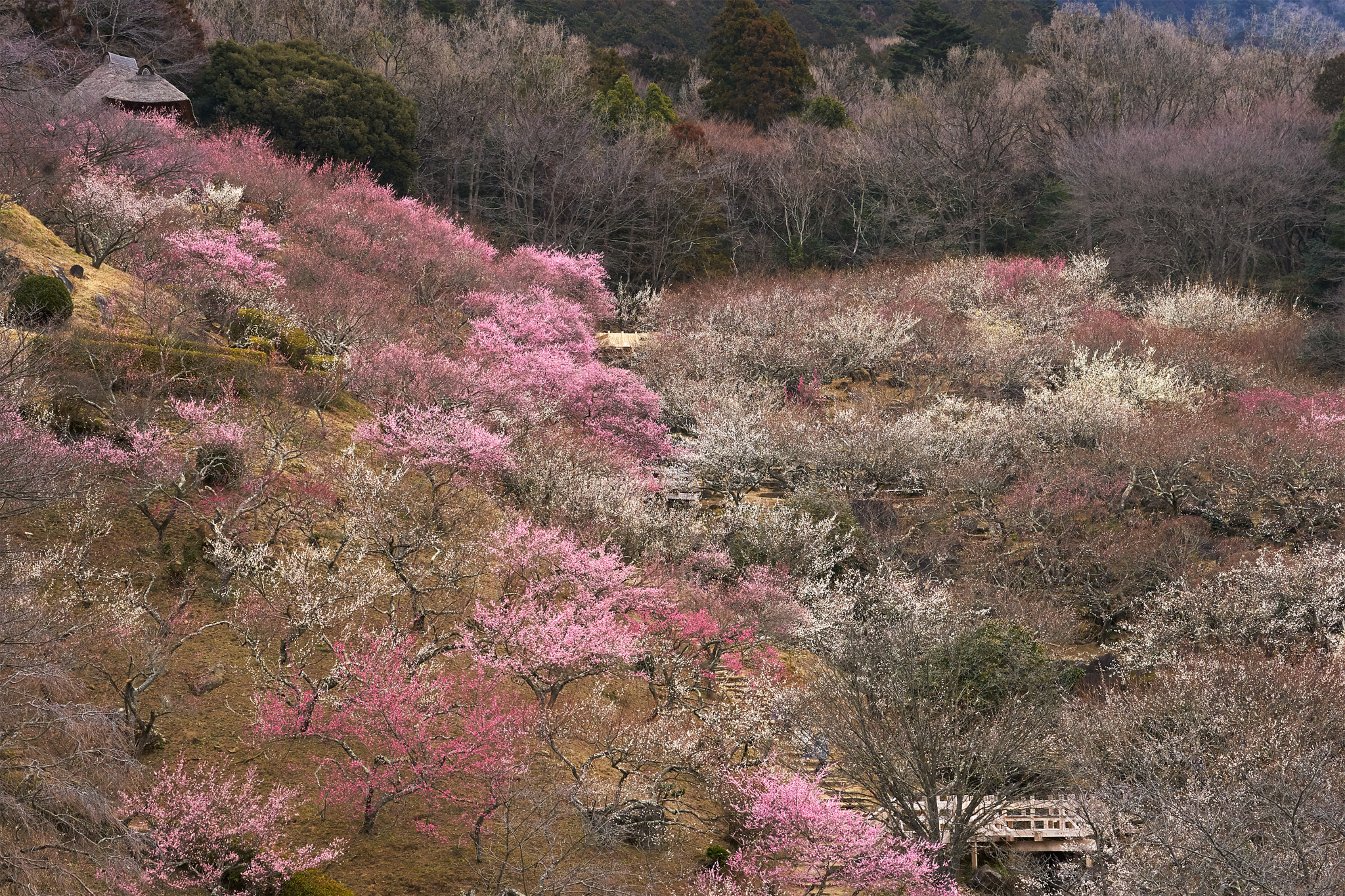 Sony a7 II + Sony 70-400mm F4-5.6 G SSM II sample photo. On top of plum trees photography