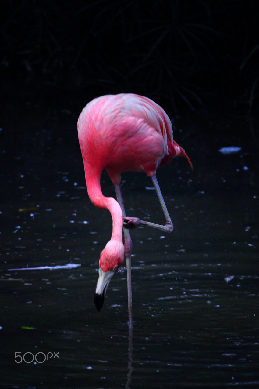 Canon EF-S 55-250mm F4-5.6 IS STM sample photo. Pink feathers on dark waters photography