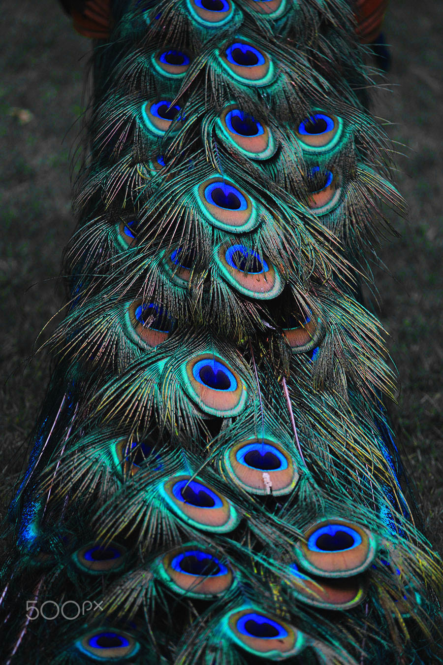 Canon EF-S 55-250mm F4-5.6 IS STM sample photo. Iridescence photography